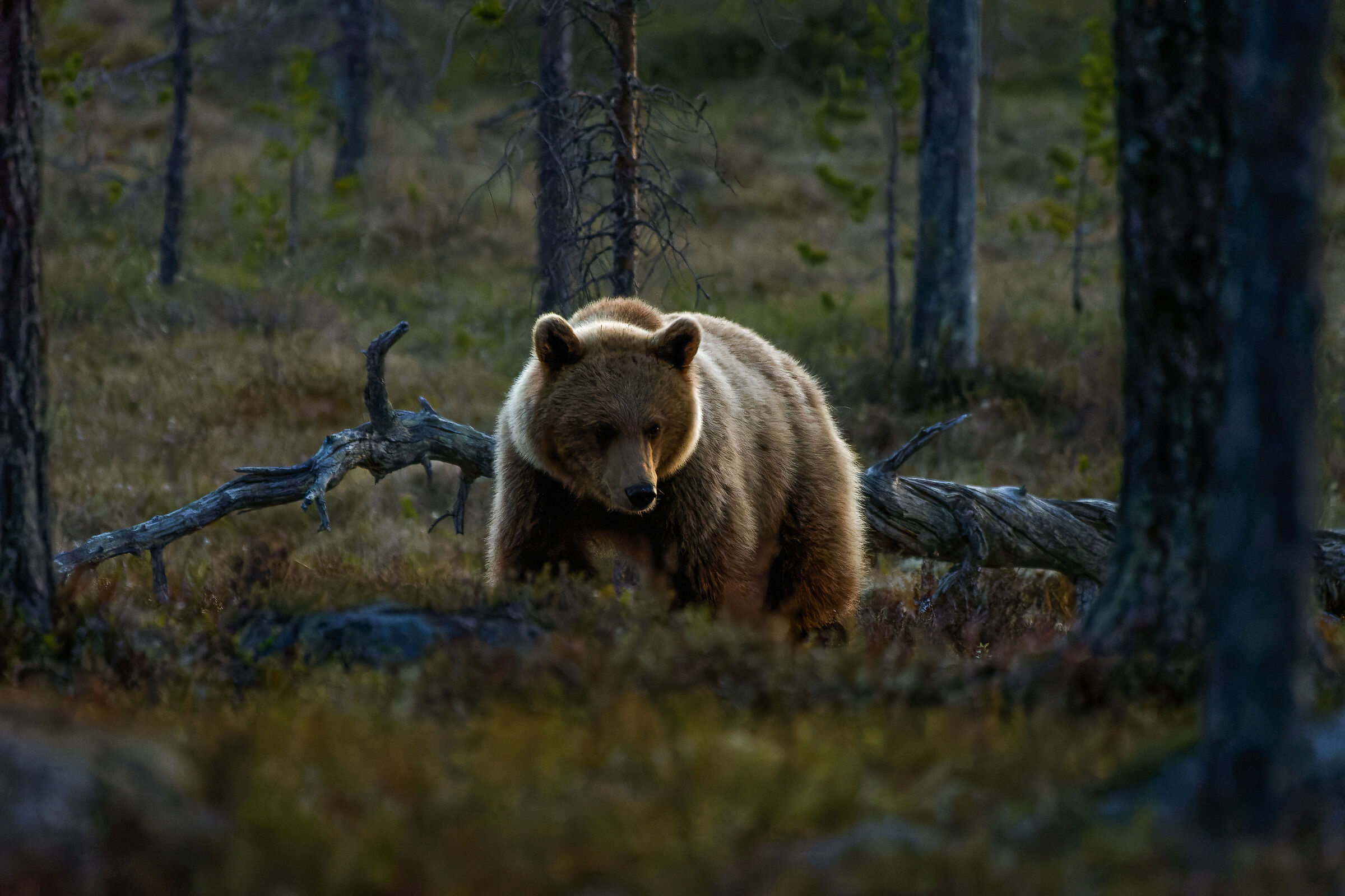 Bear in Härjedalen, Sweden...