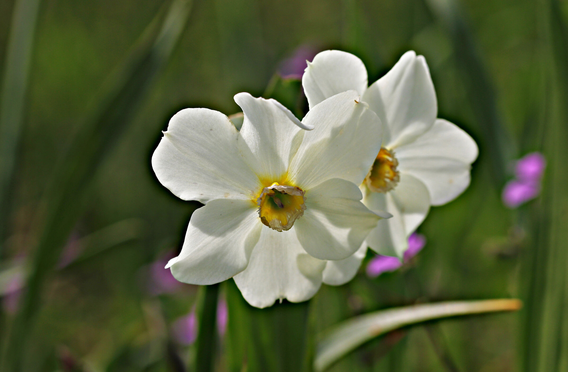 Daffodils a little worn...