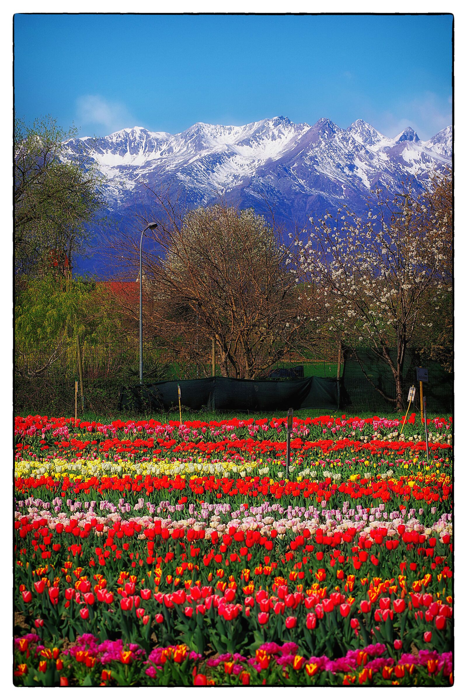 Tulips and mountains...