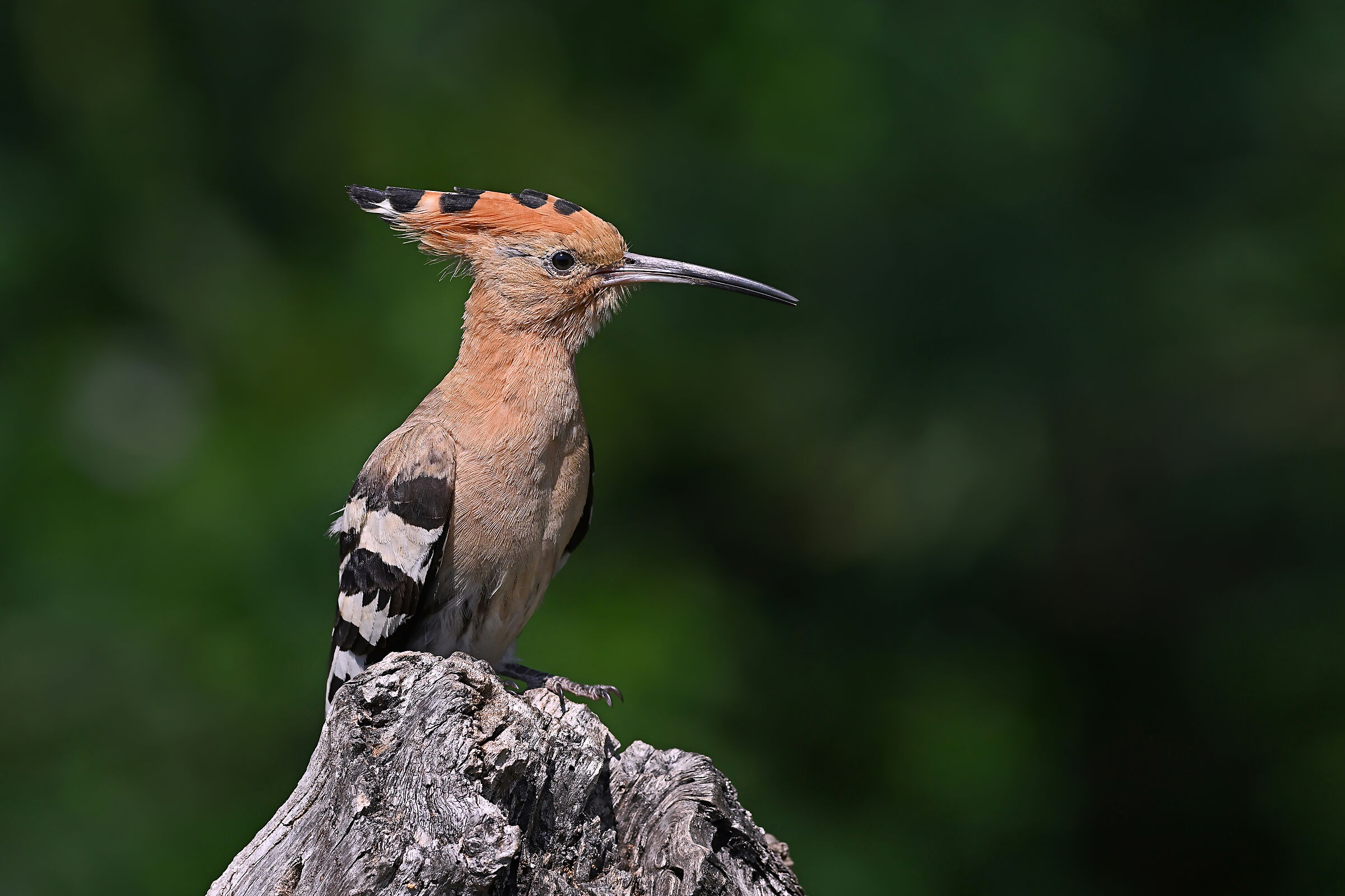 Feather Stories 5 (Hoopoe)...