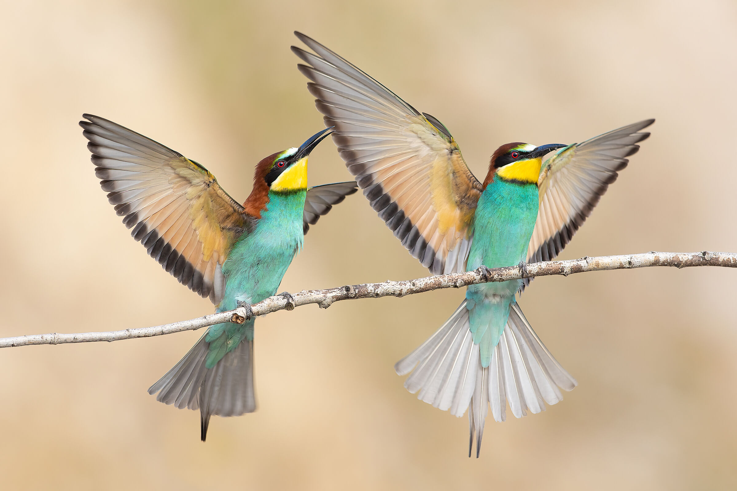 The Bee-eaters...