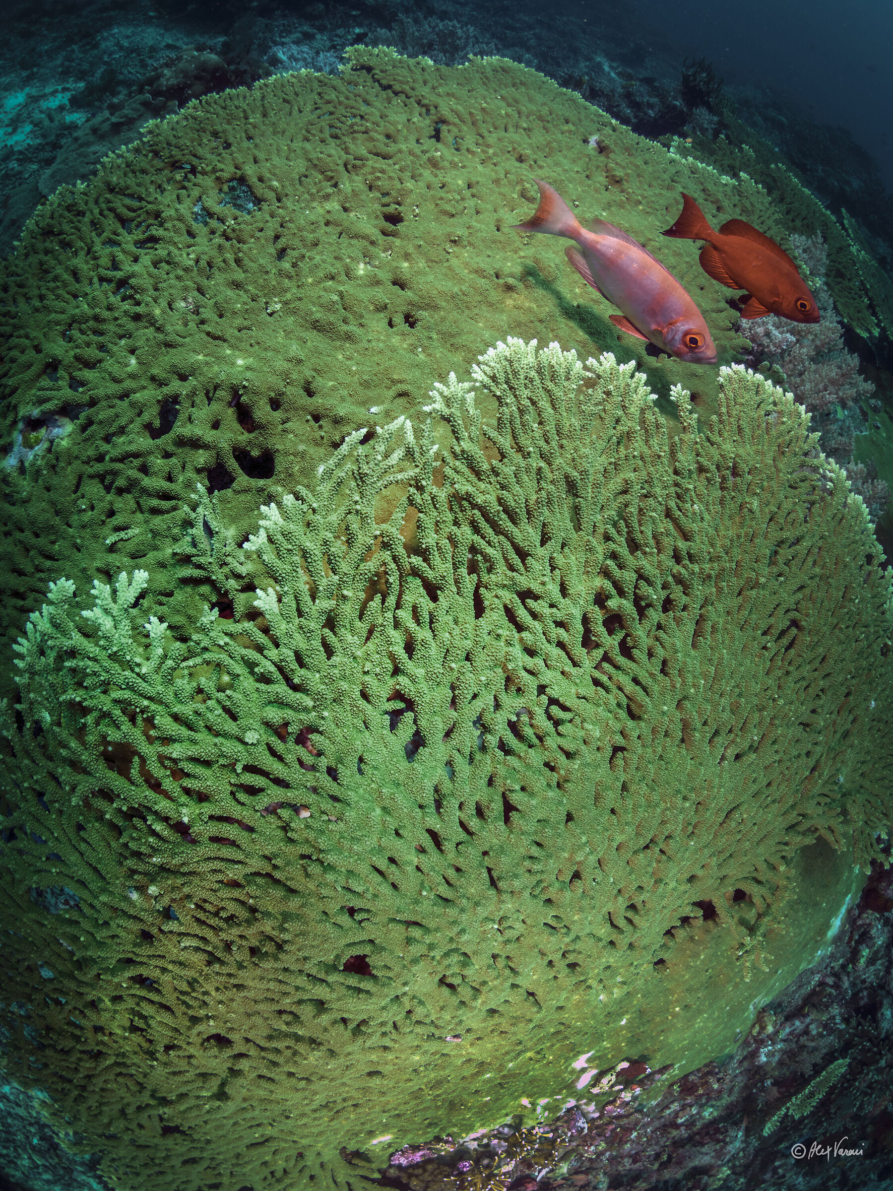 Komodo reef...
