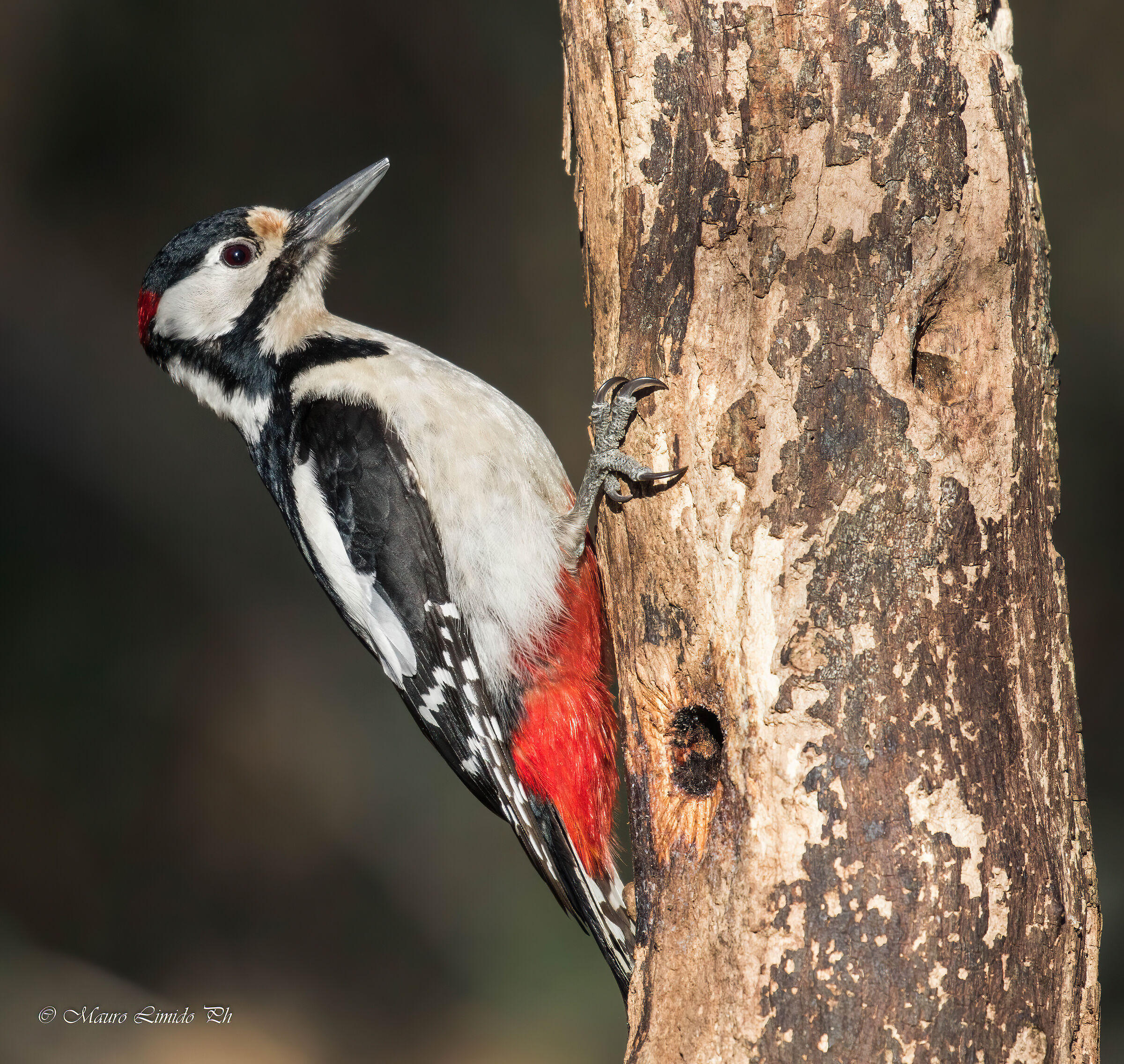 Male Greater Spotted Woodpecker...