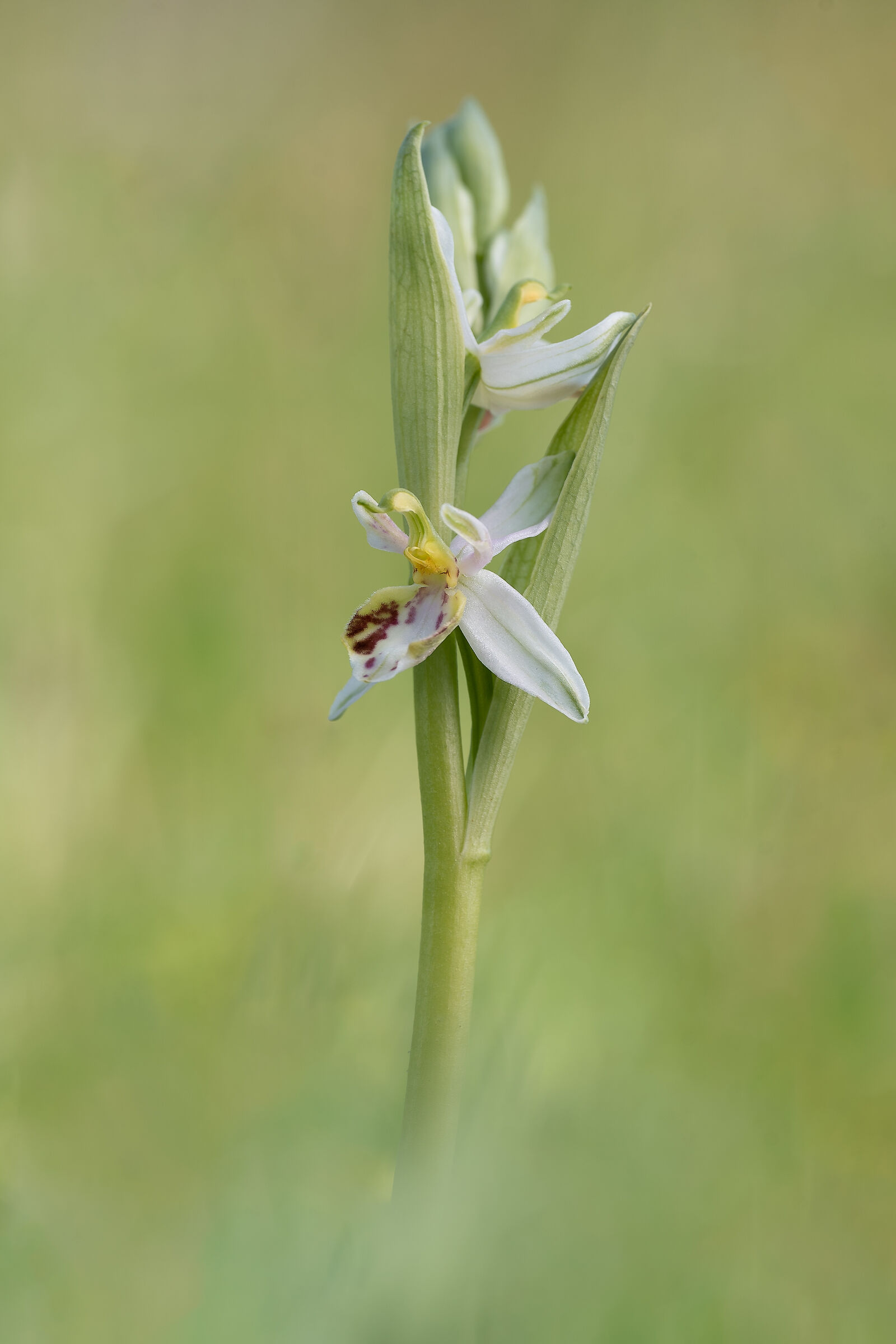 Ophrys Apifera var. renatae...