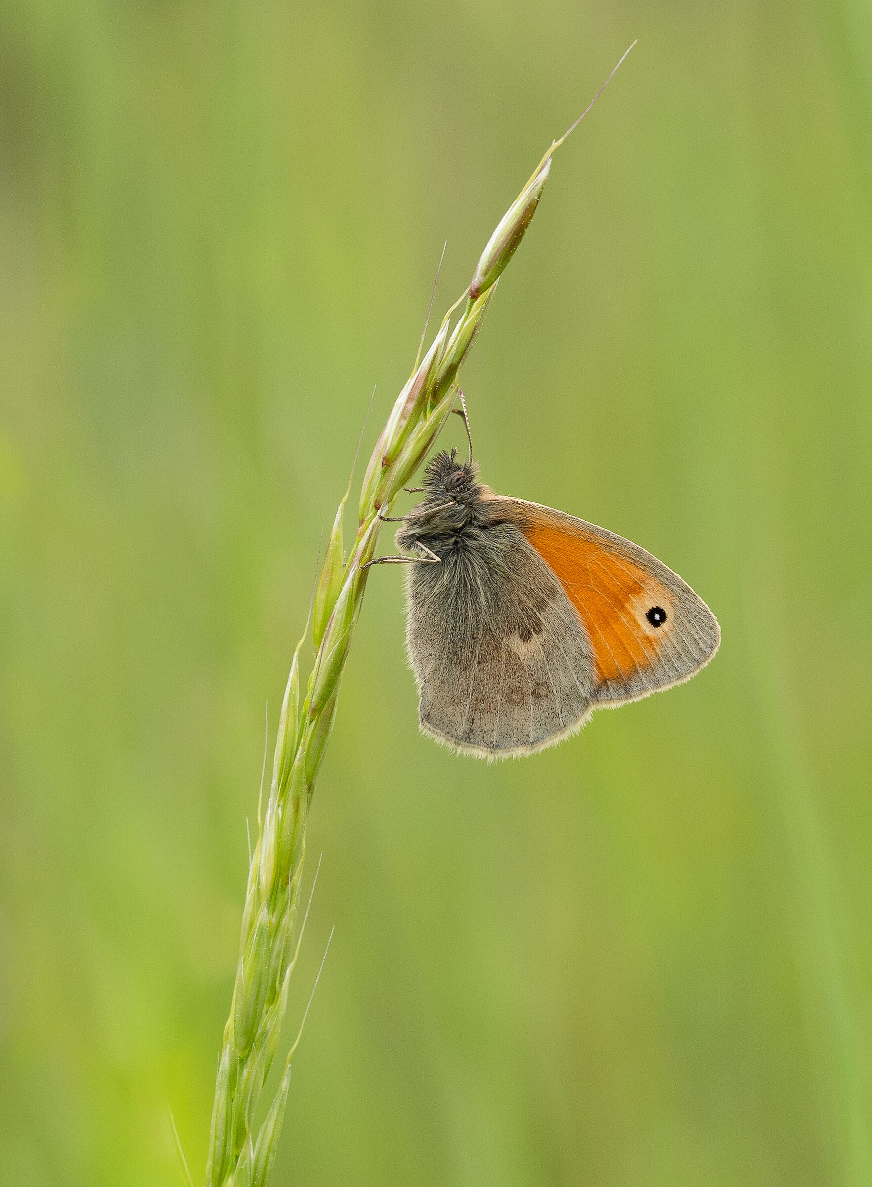 Small heath  on a blade of grass...
