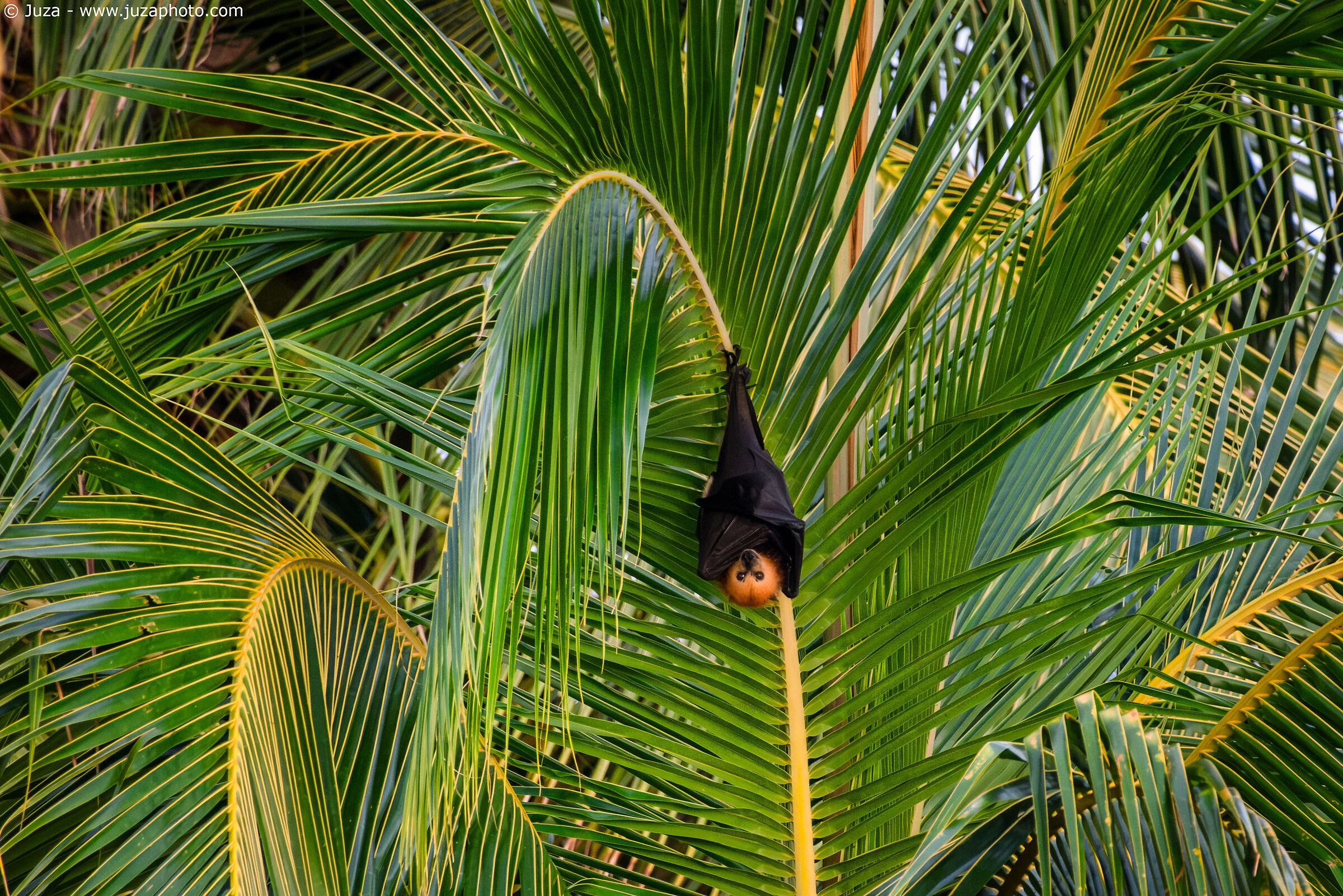 Volpe volante delle Mauritius (Pteropus niger)...