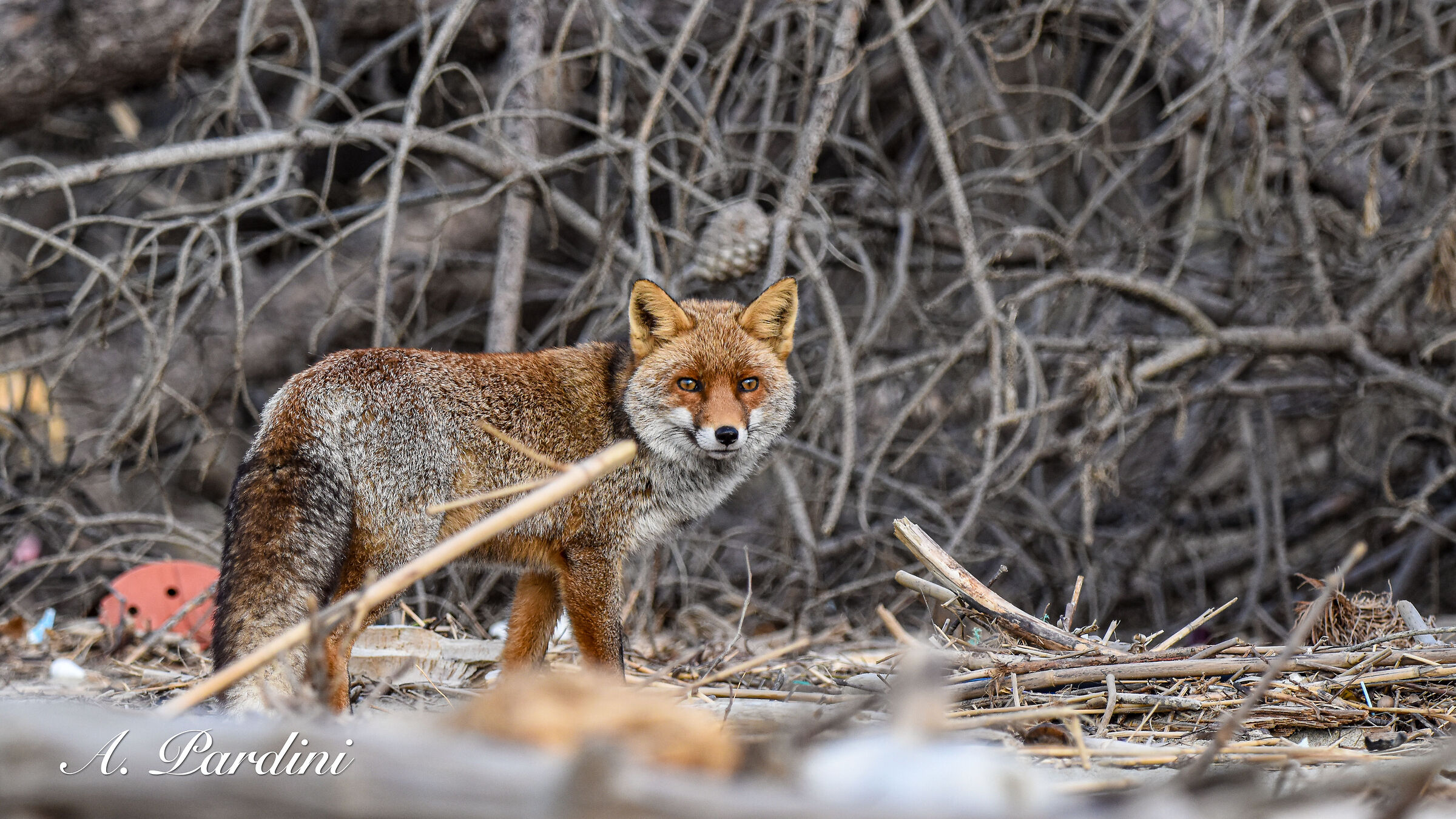 Red fox on the beach among the garbage.......