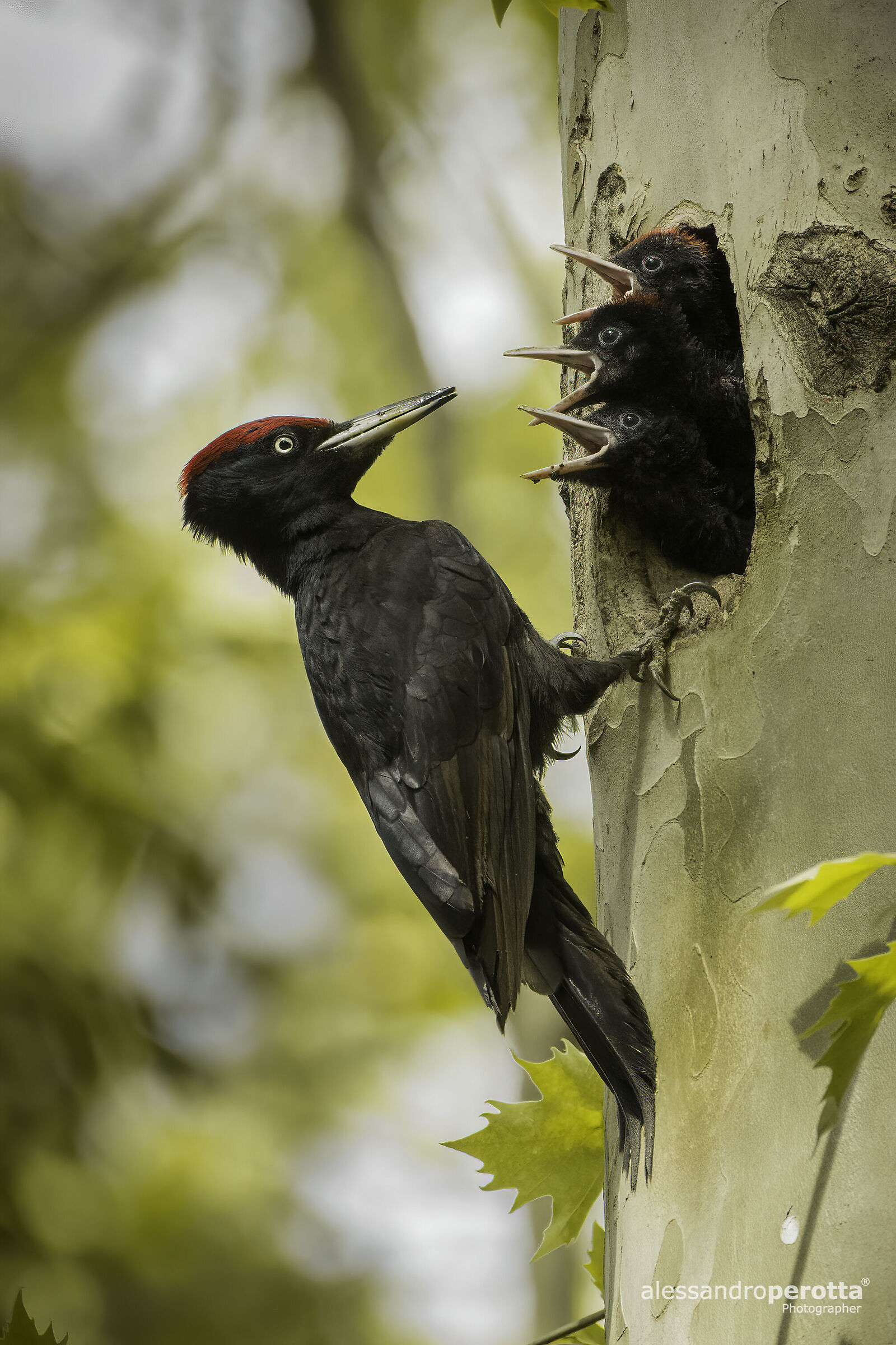 Dryocopus martius (Black ?? Woodpecker)...