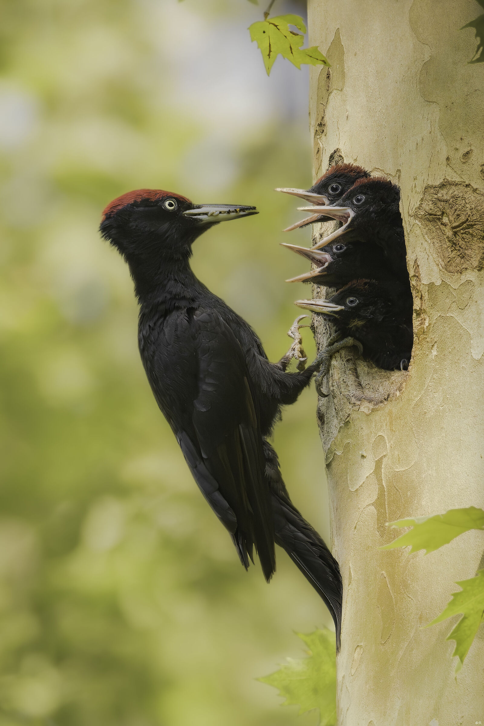 Black woodpecker...