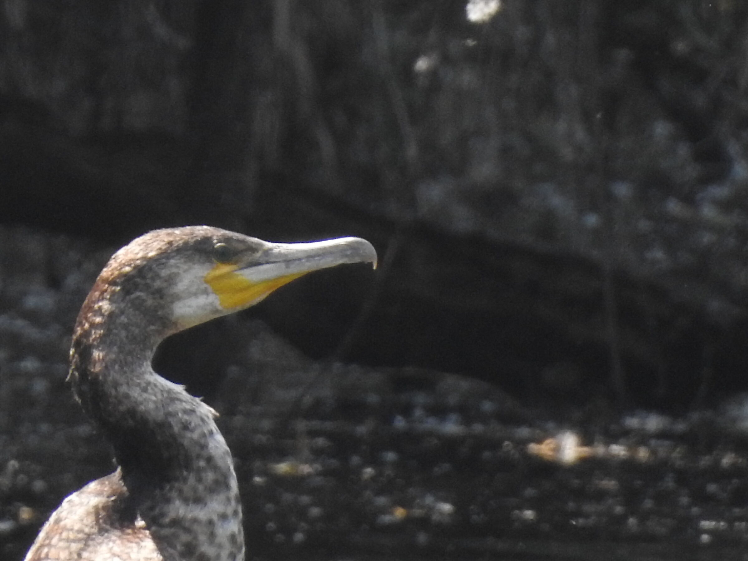 Evident yellow spot cormorant beak base...