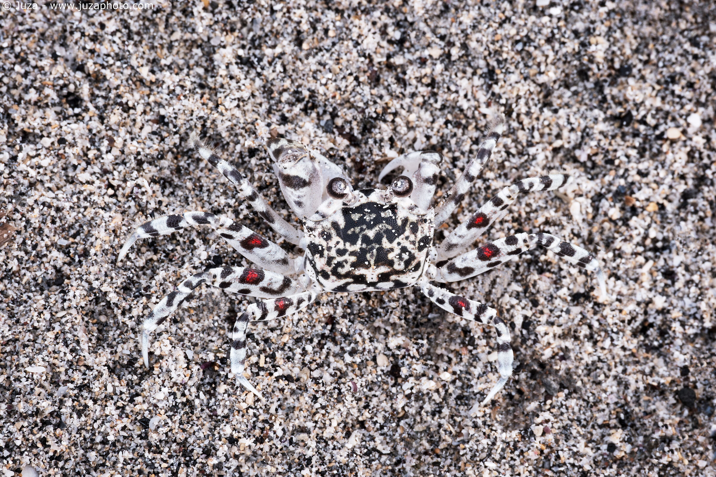 The camouflage of the crab (Ocypode pallidula)...