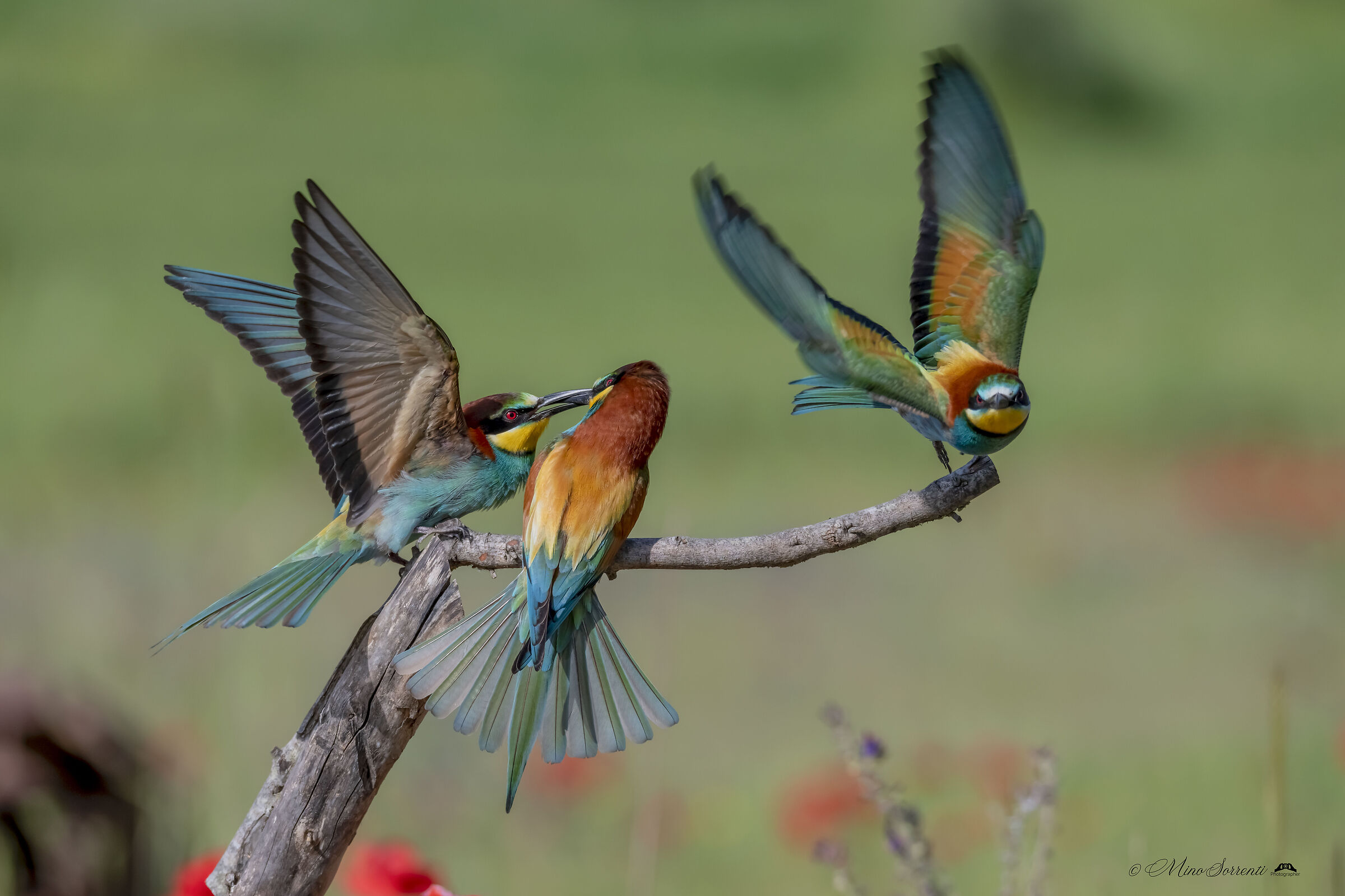 Bee-eaters !...