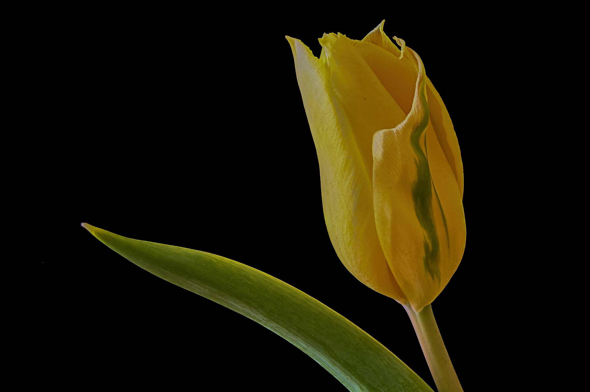 The Tulip...