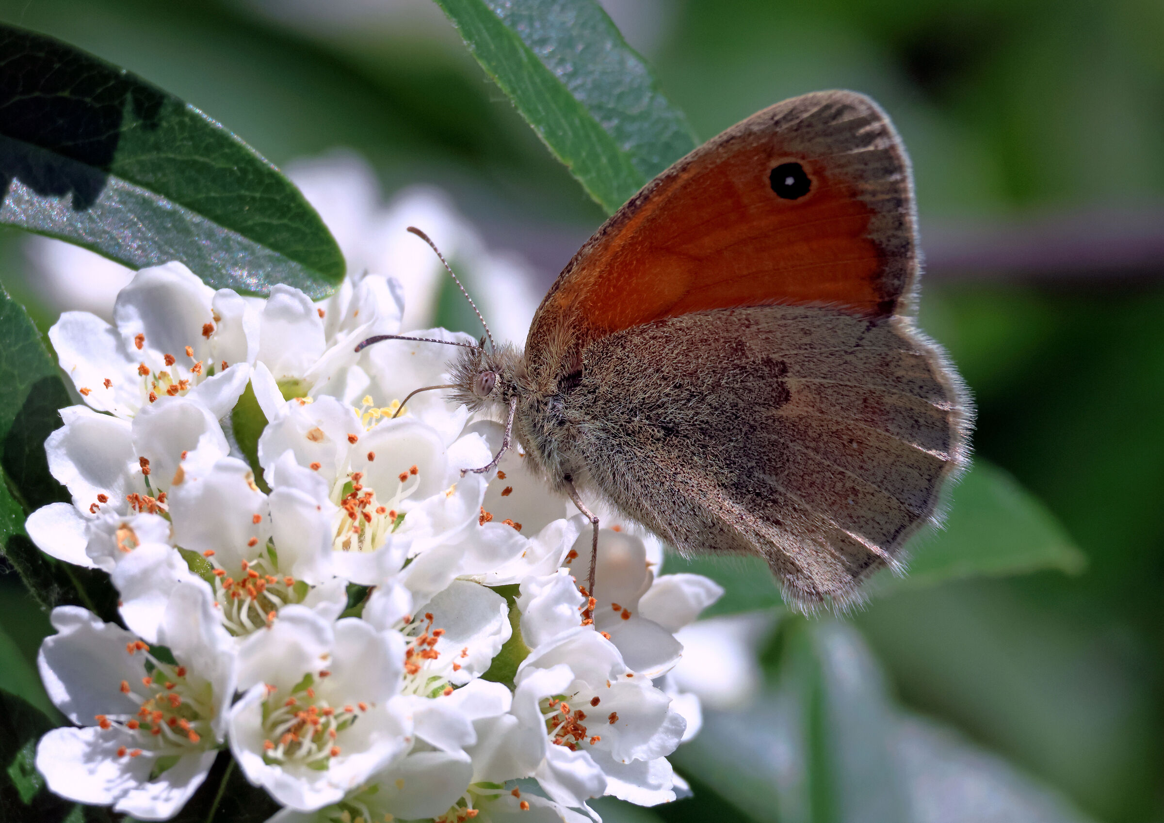 Coenonympha pamphilus on Pyracantha flowers...