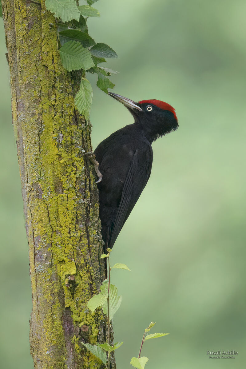 Male black woodpecker...