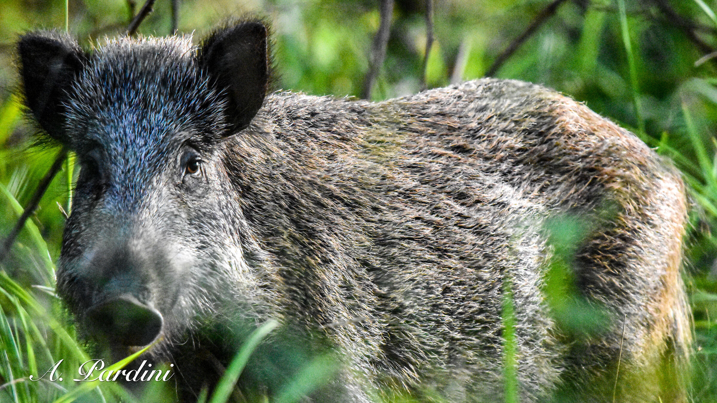 Wild boar (Sus scrofa) summer 2022...