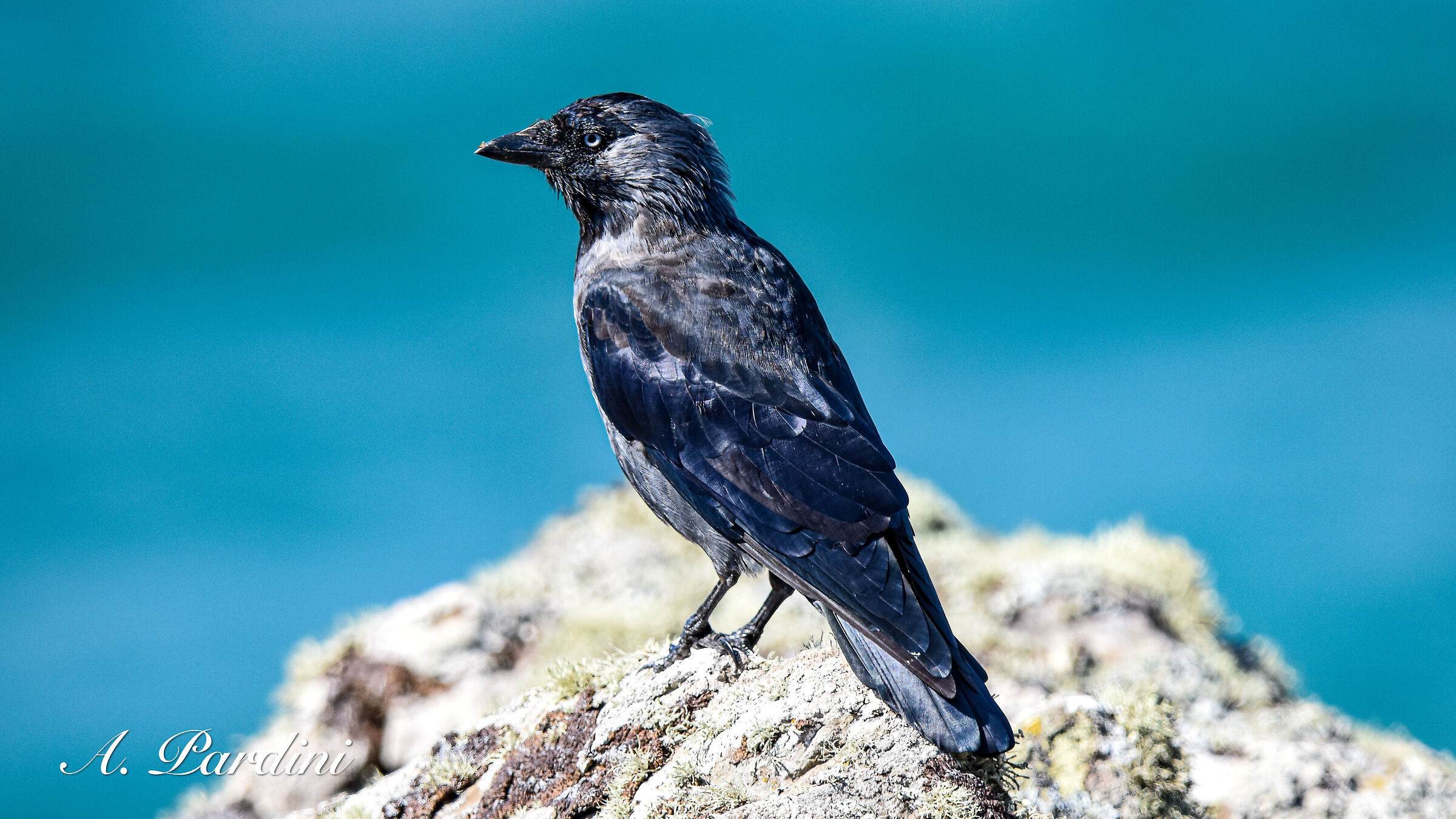 Jackdaw (Corvus monedula), Skomer island, Wales ...