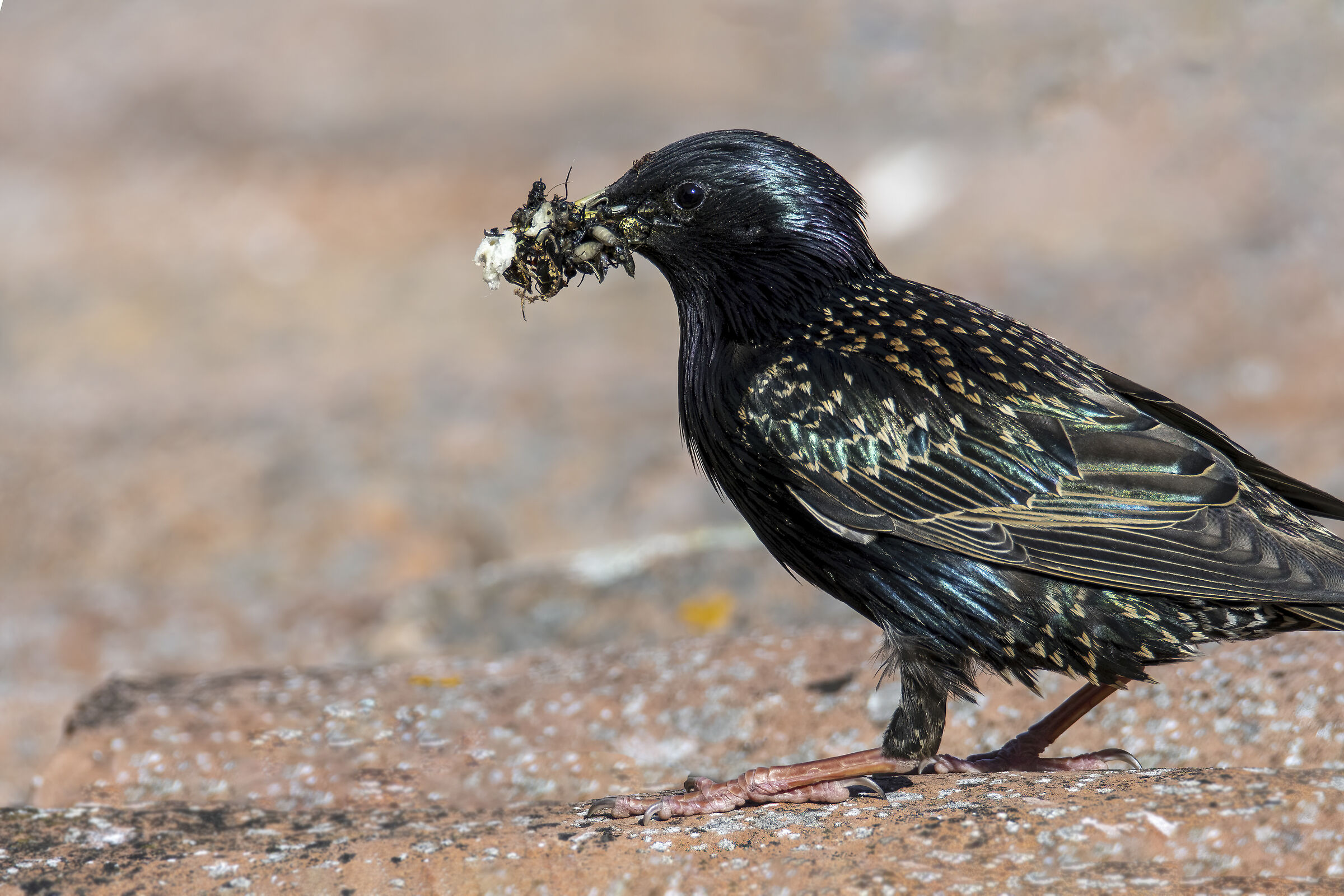 Starling with insect mix...