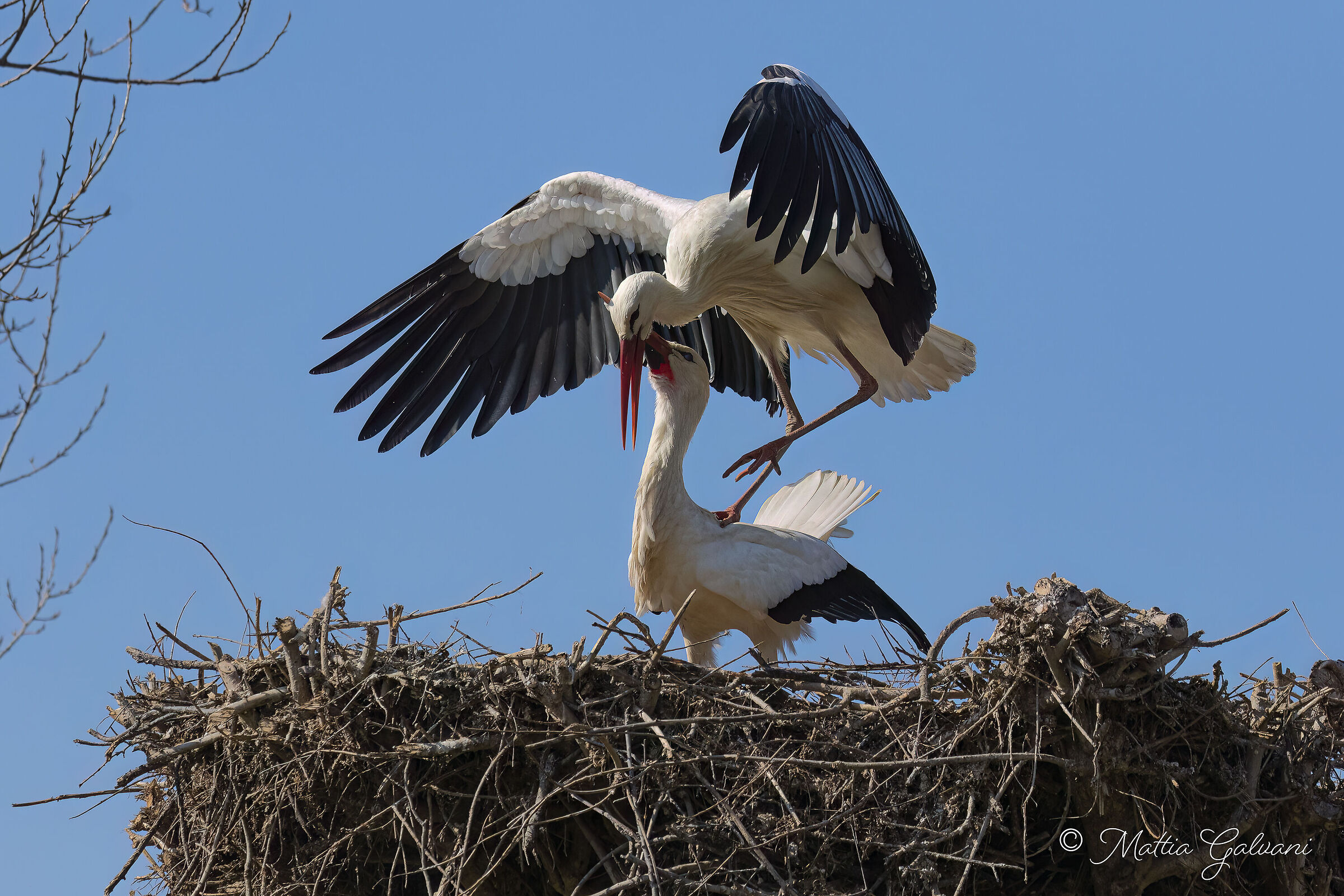 Mating storks...