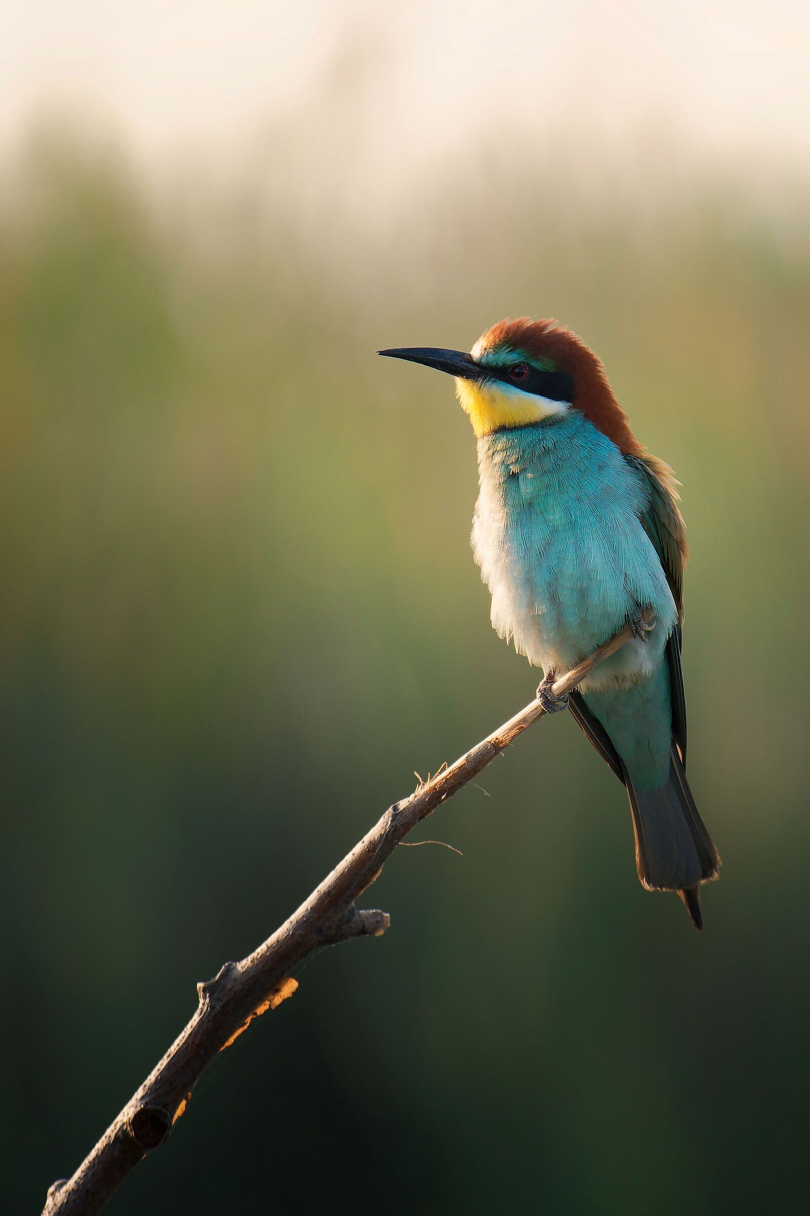 Bee-eater at dawn...