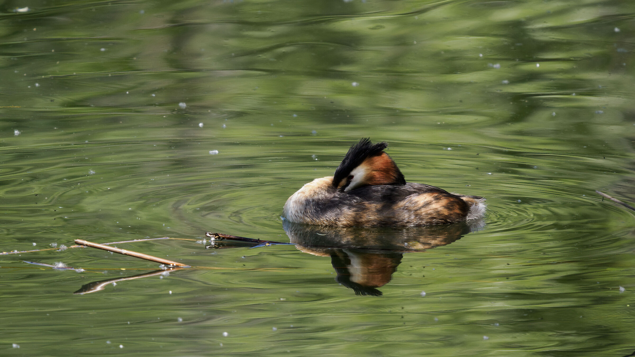 The rest of the grebe...
