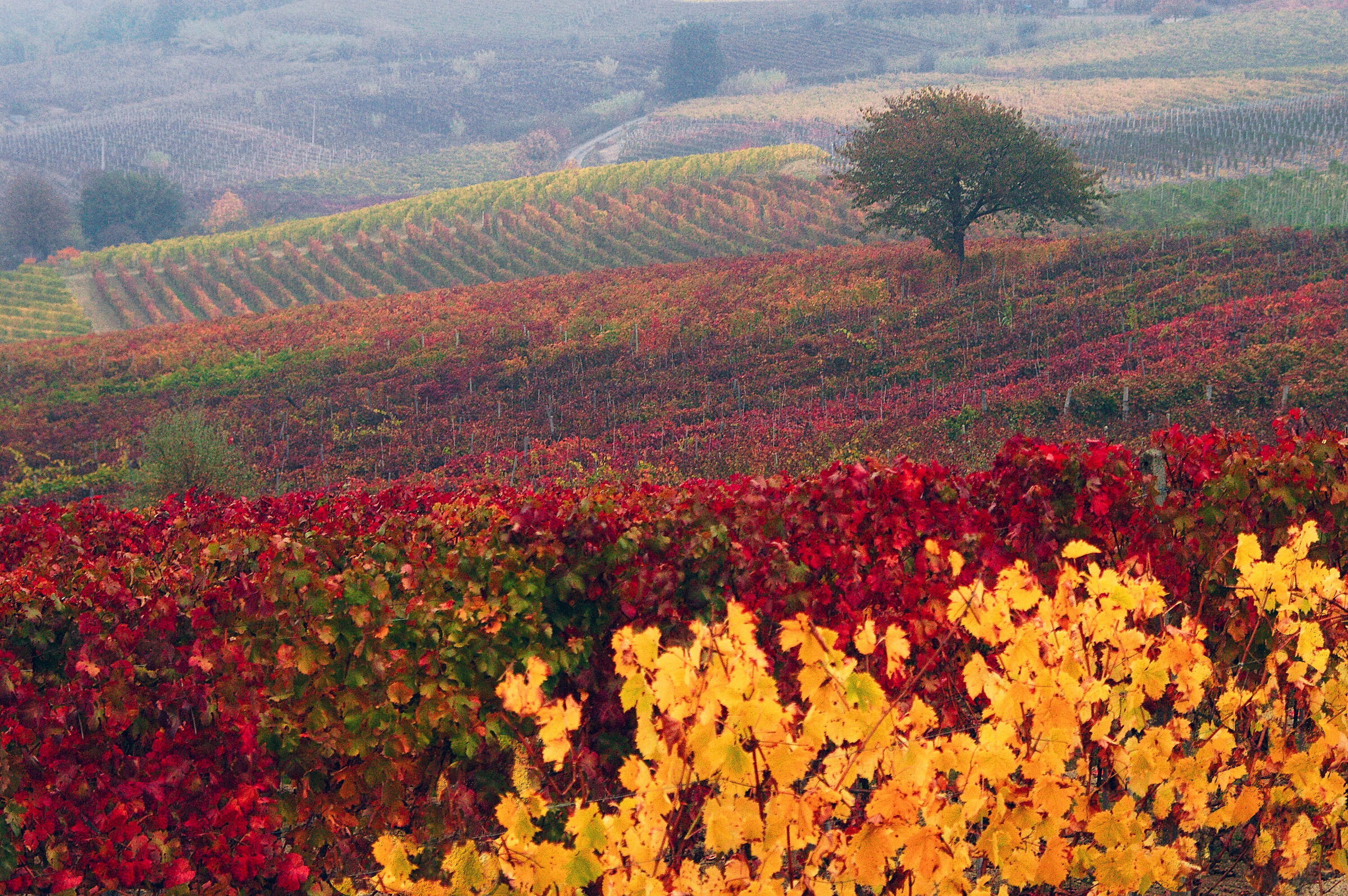 The vineyards of the Langhe and its autumn colors (1)...