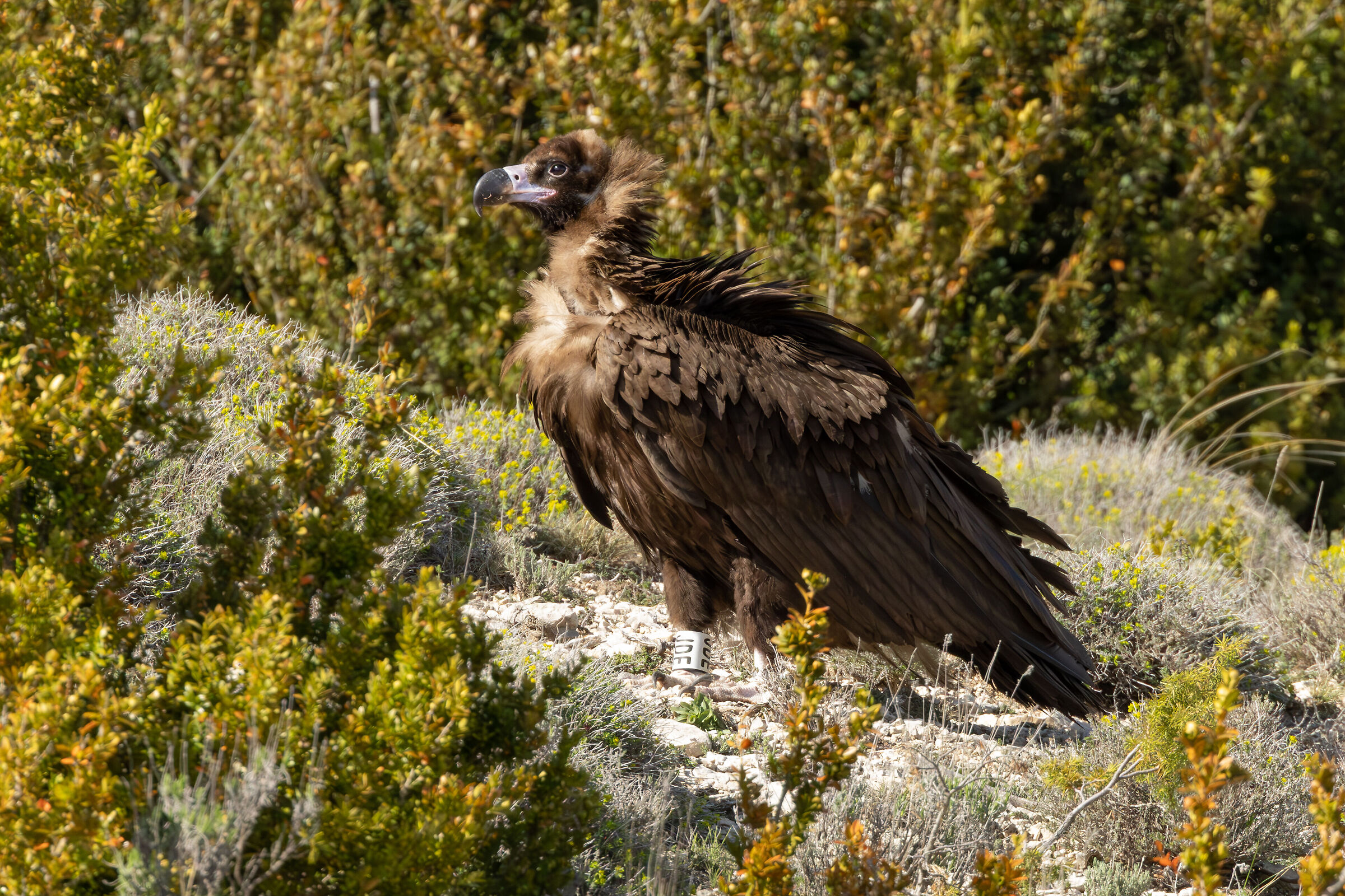 vulture monk...