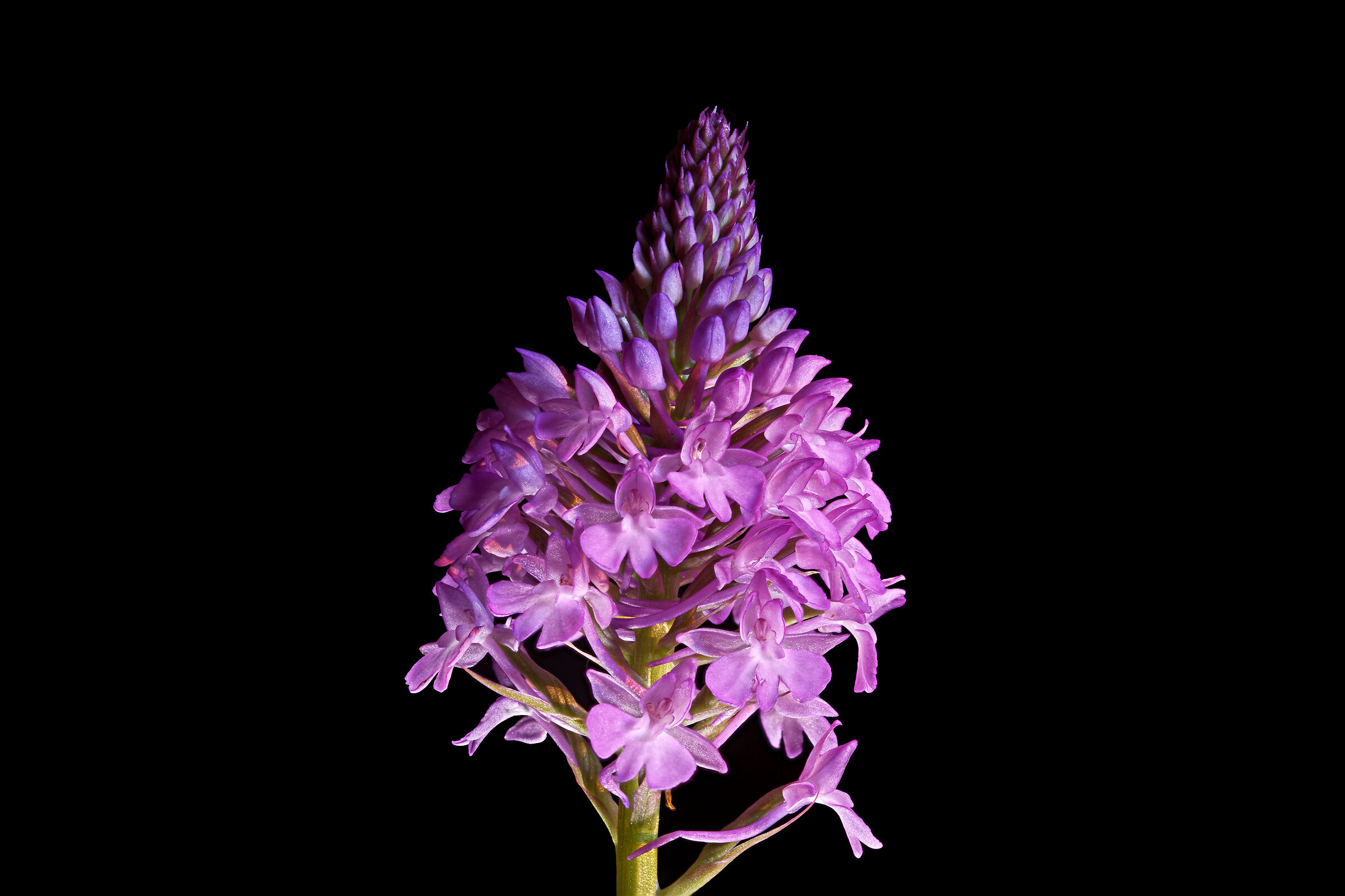 Pyramidal orchid......