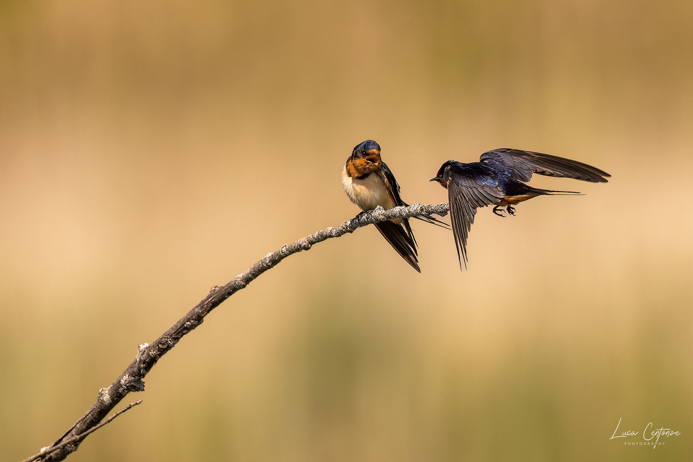Barn Swallow (Hirundo Rustica)...