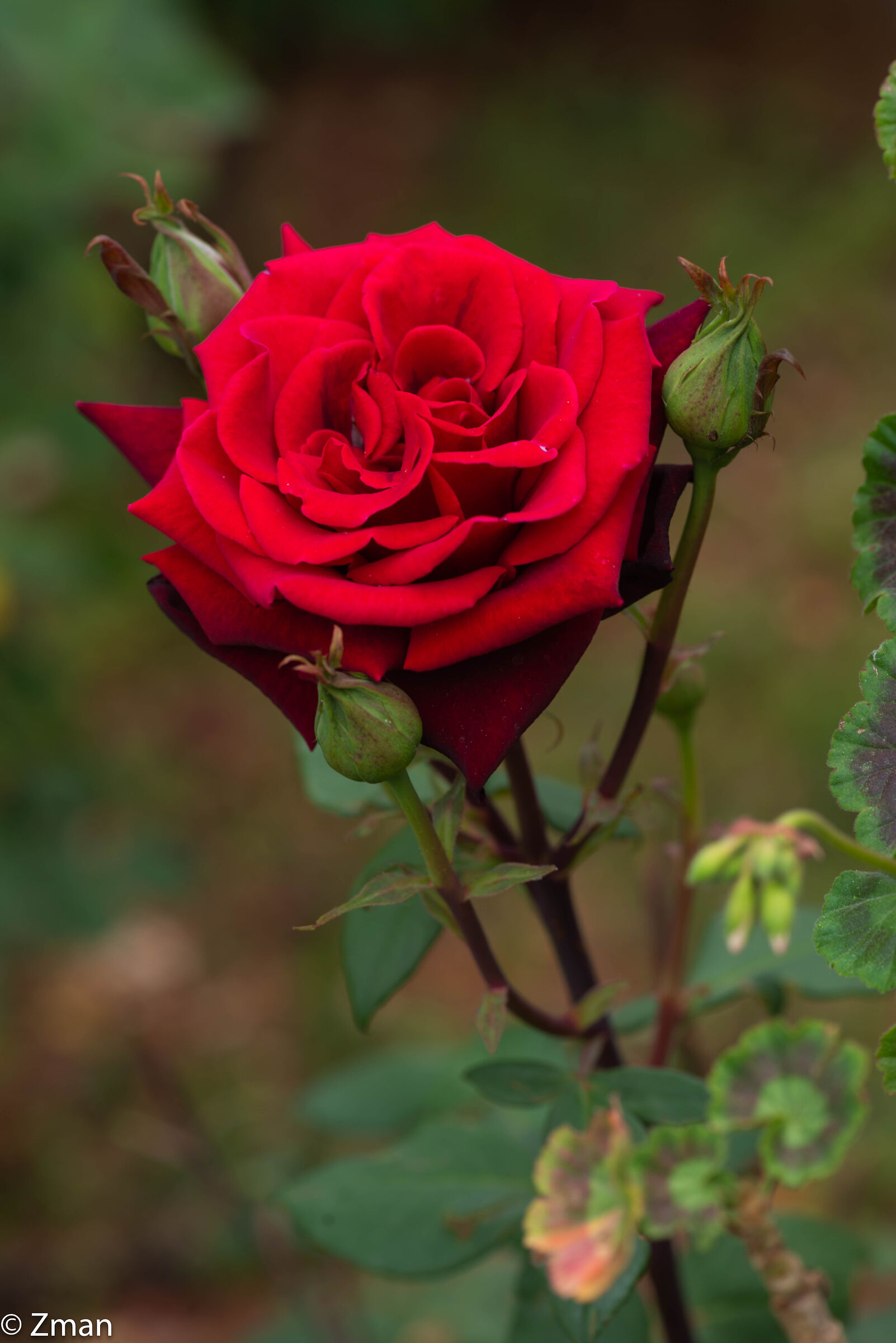 Rosa rossa rossa...