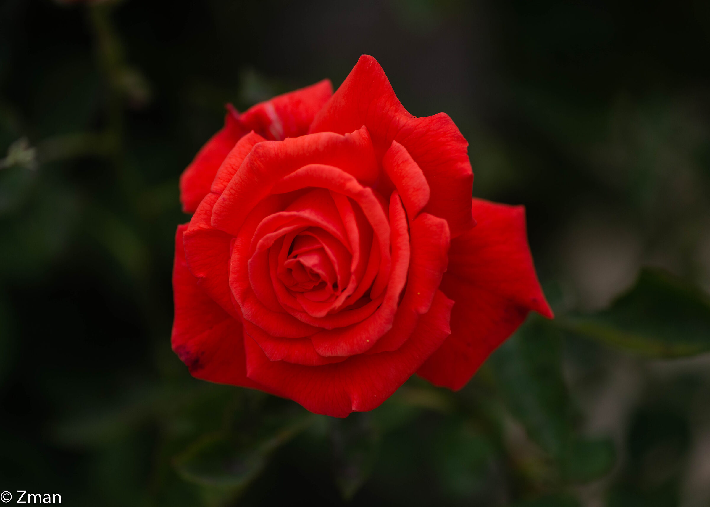 Rosa rossa rossa...