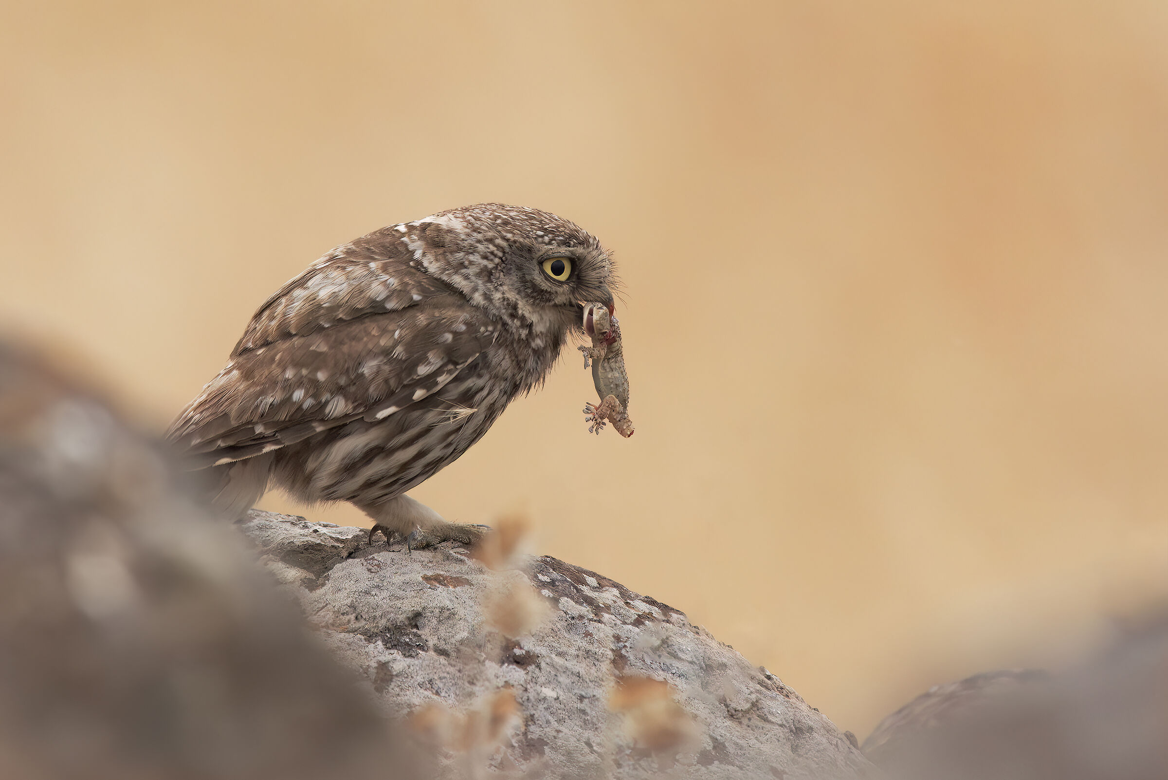 Owl in predation...