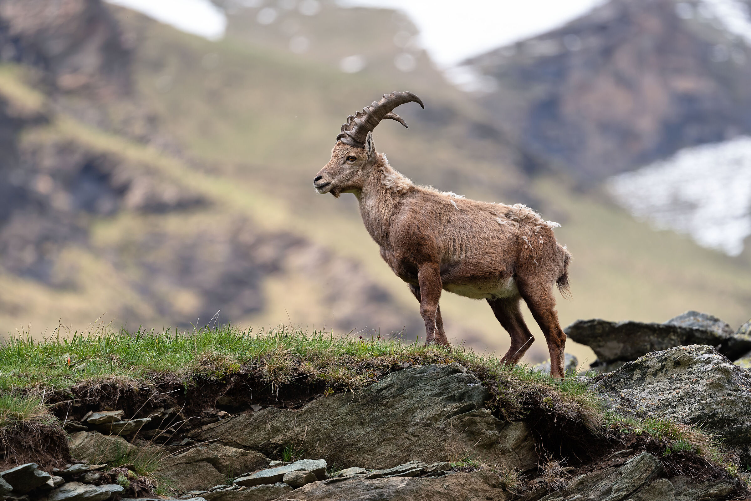 Male ibex in Val di Viù ...