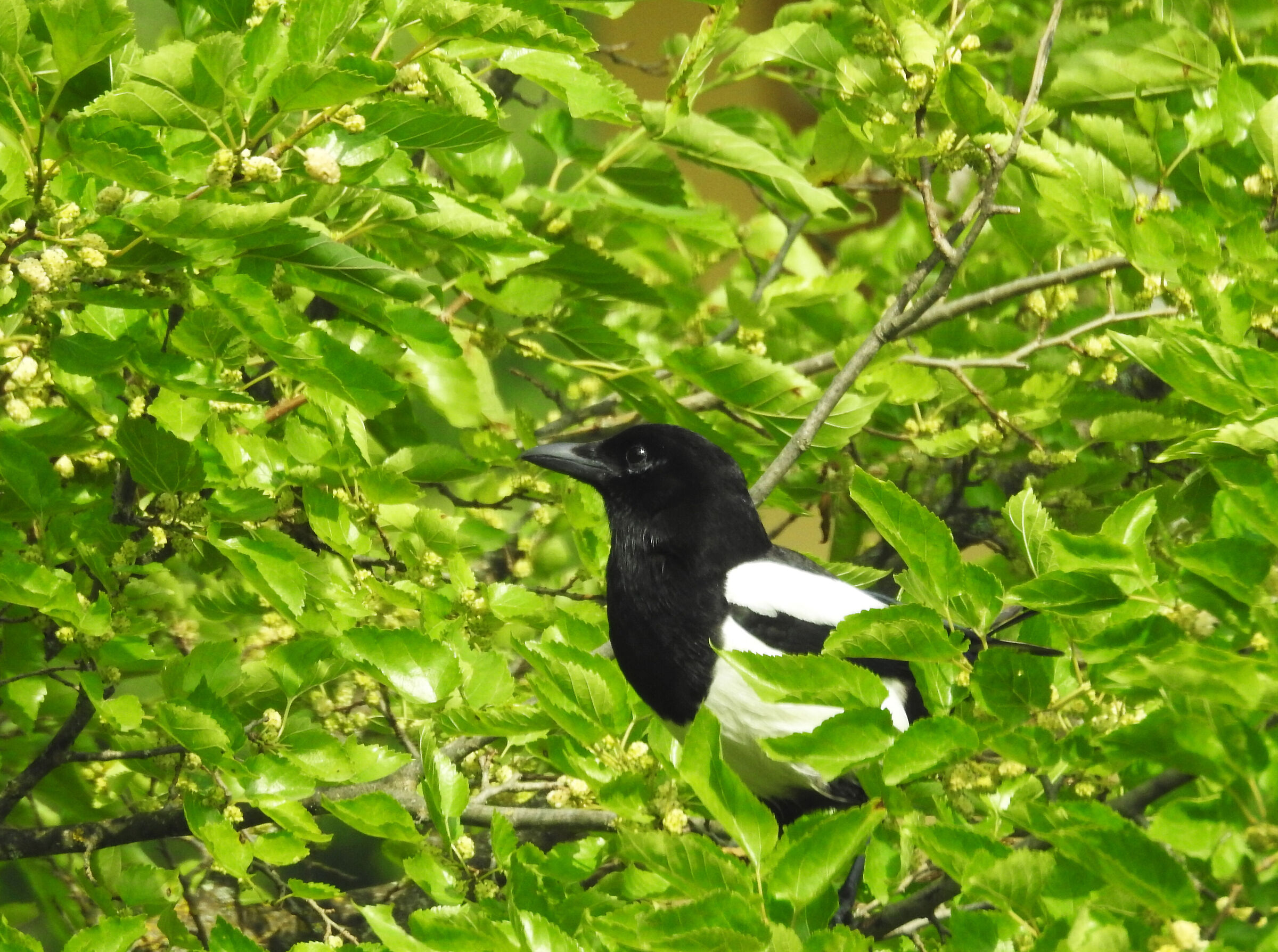 The magpie on the mulberry tree...
