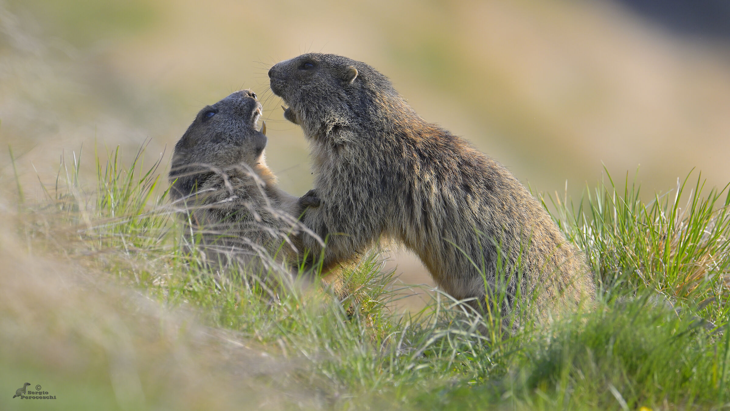 Playful marmots...