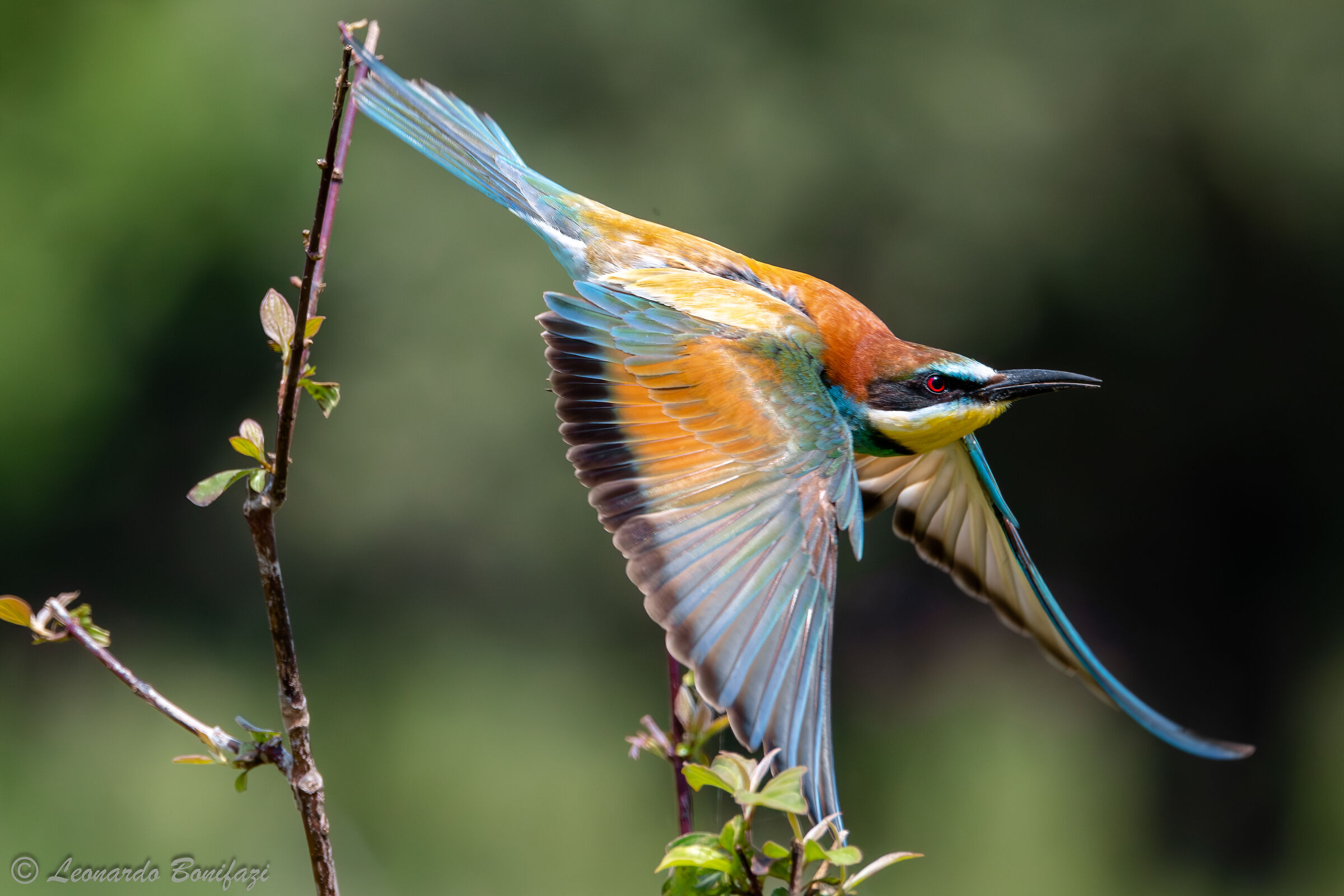 Bee-eater in glide...