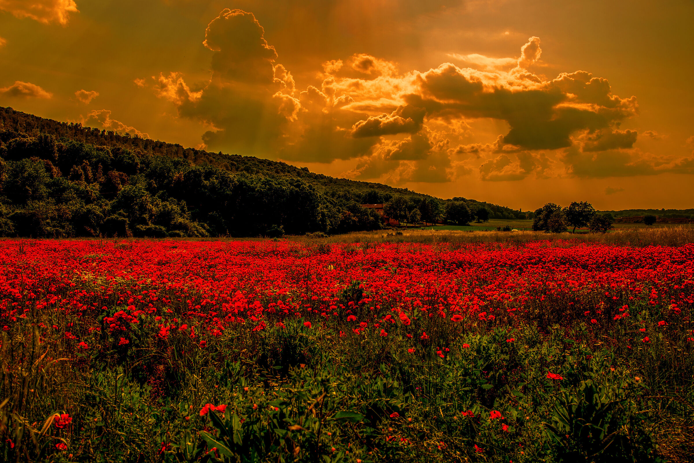 poppies at sunset....
