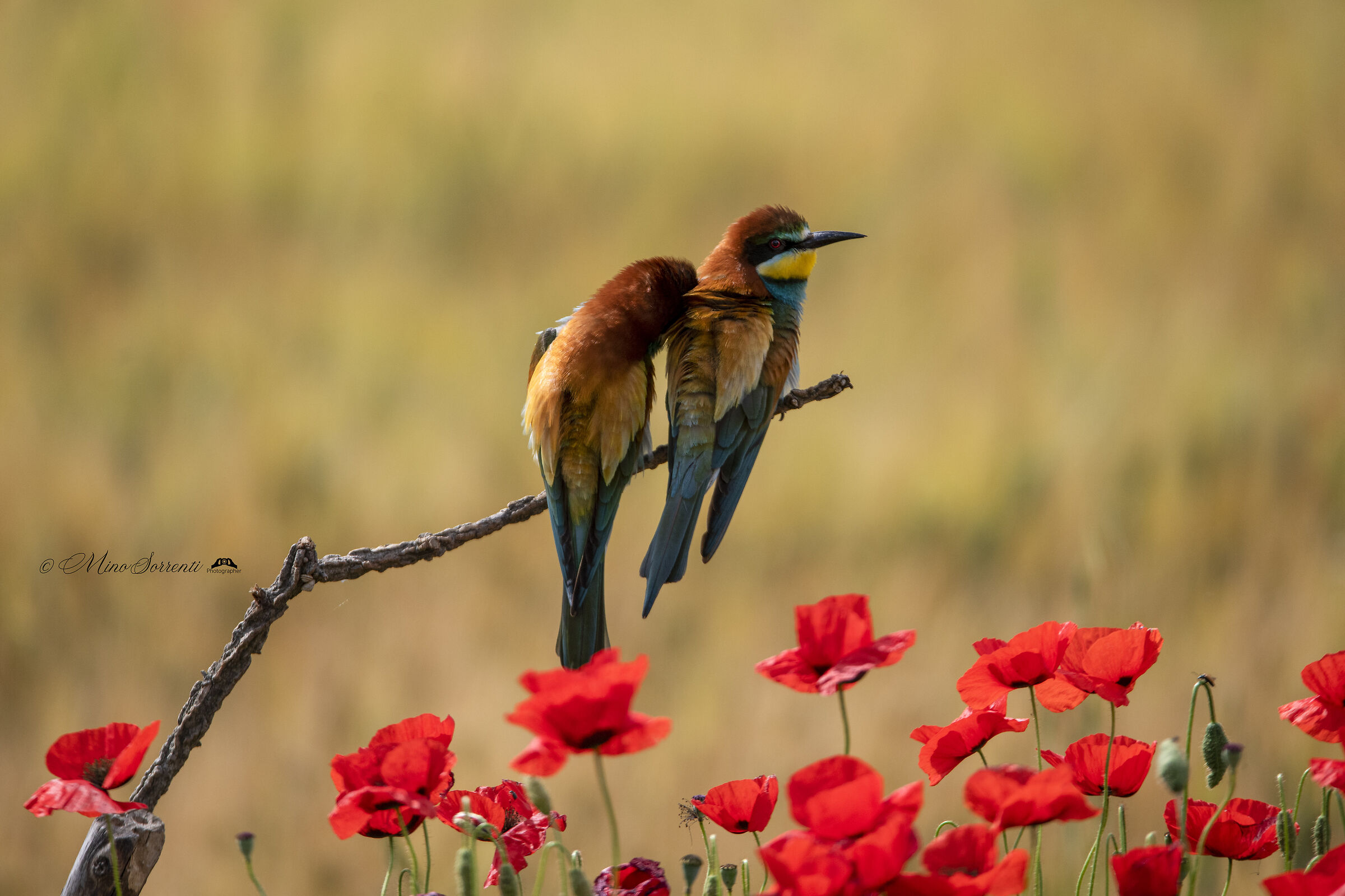 Pair of Bee-eaters ! "In love"...