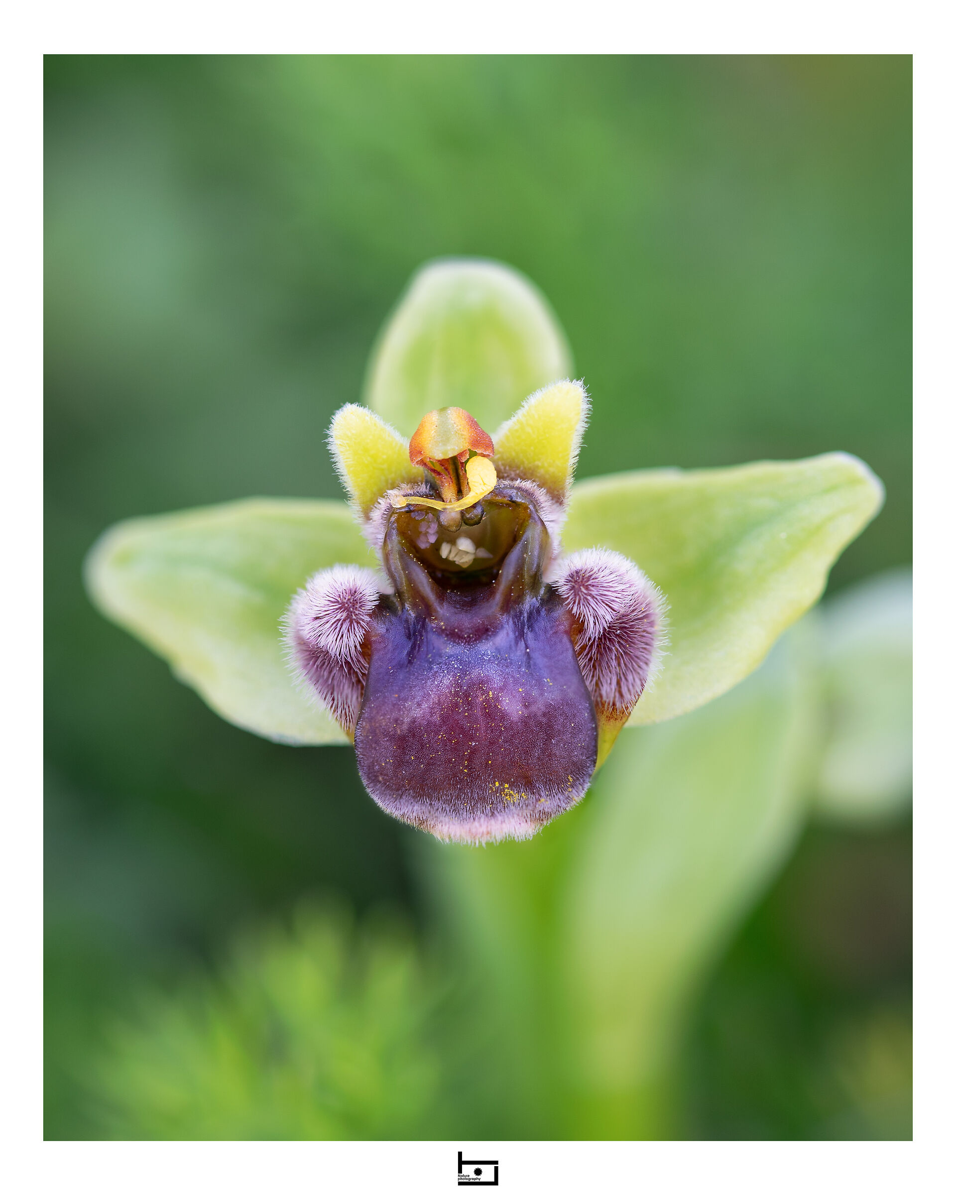 Archetype14/model=?:Ophrys-bombyliflora:...