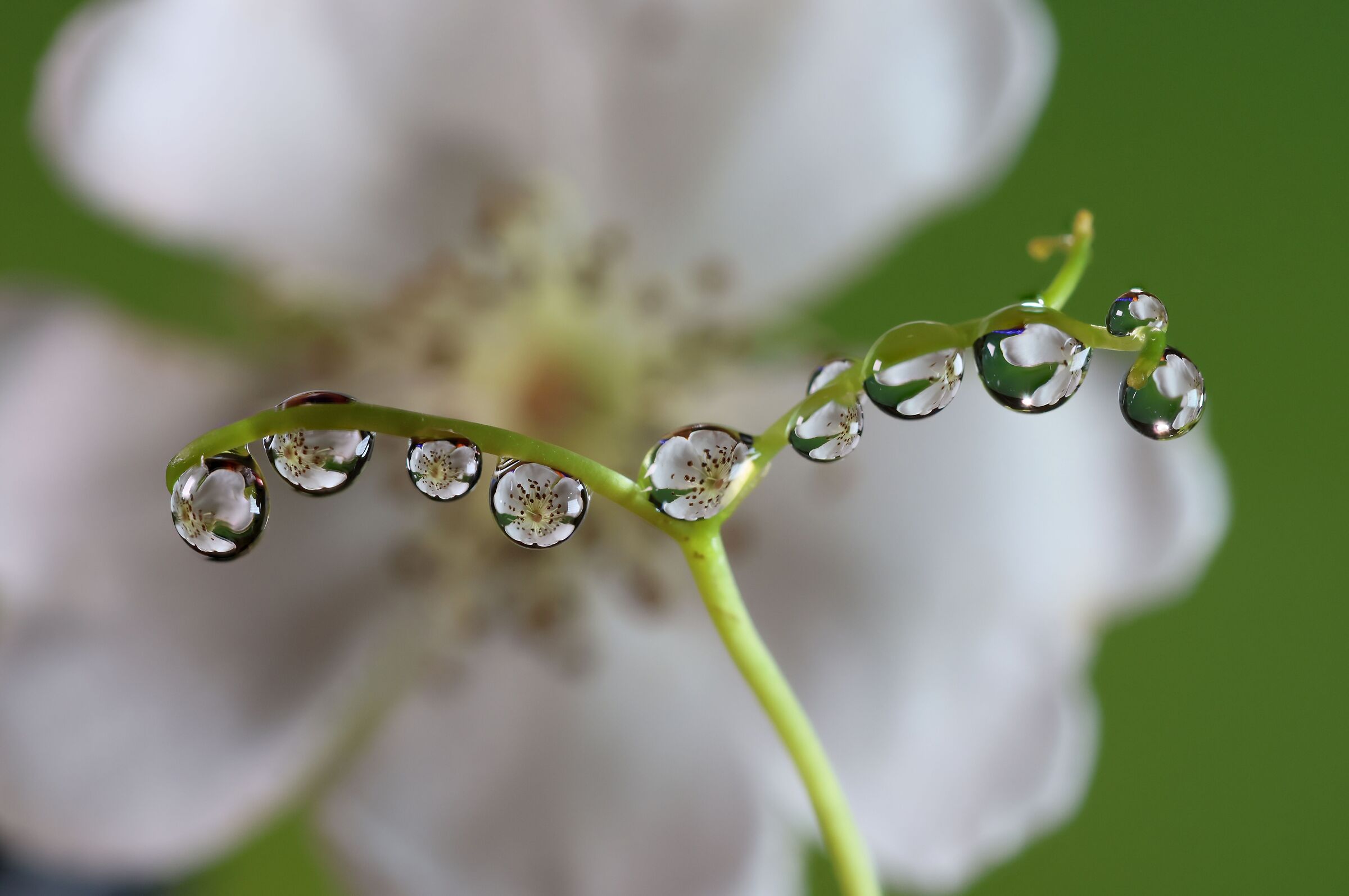 flower with drops...