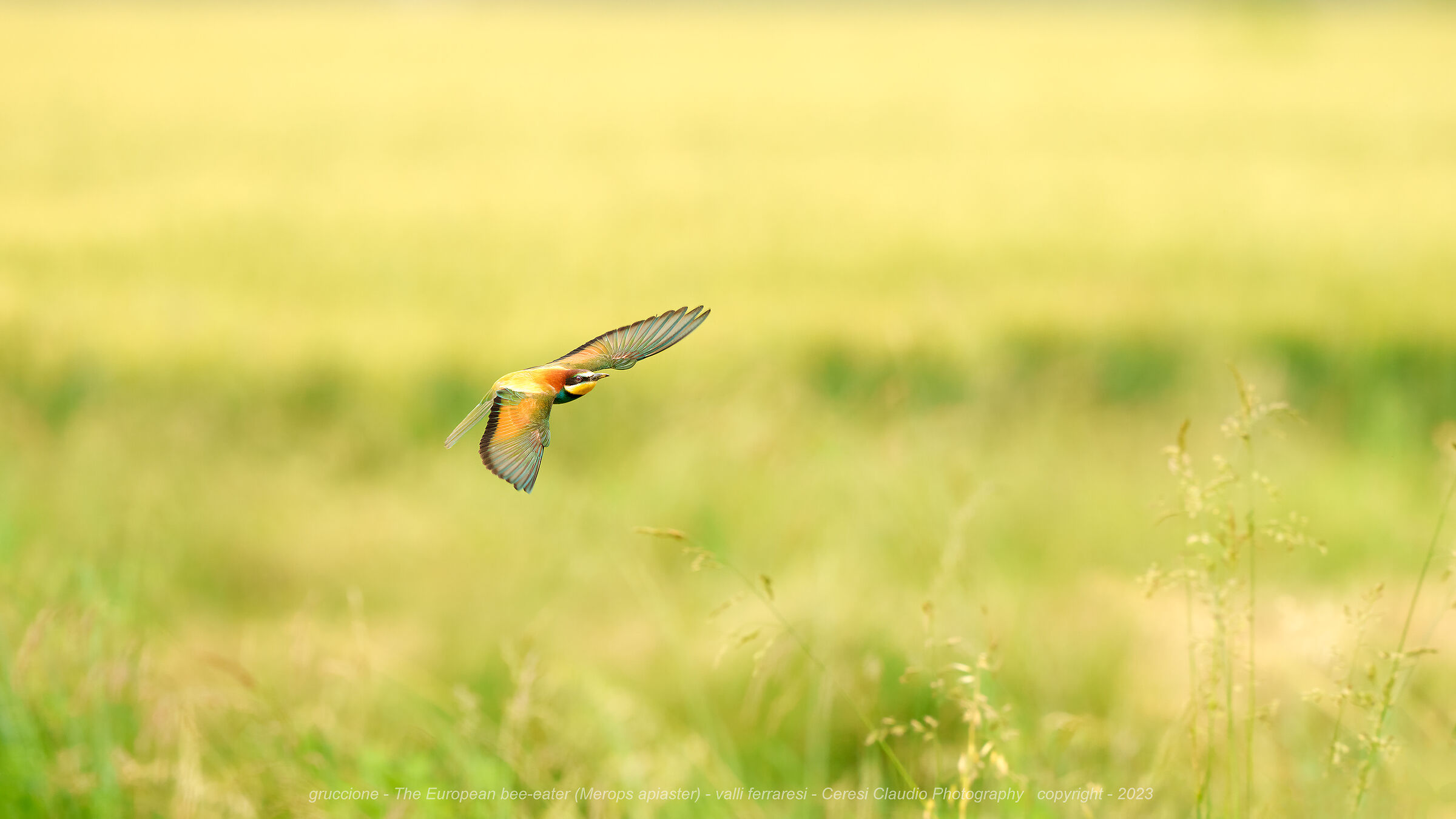 Flight of the bee-eater ...
