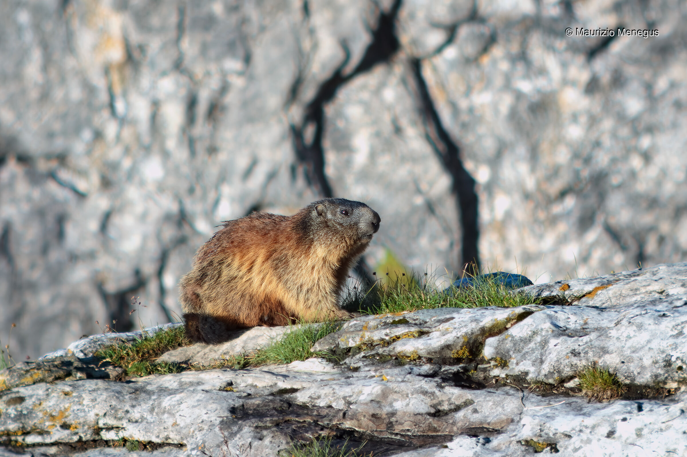 Marmotta - Dolomiti...