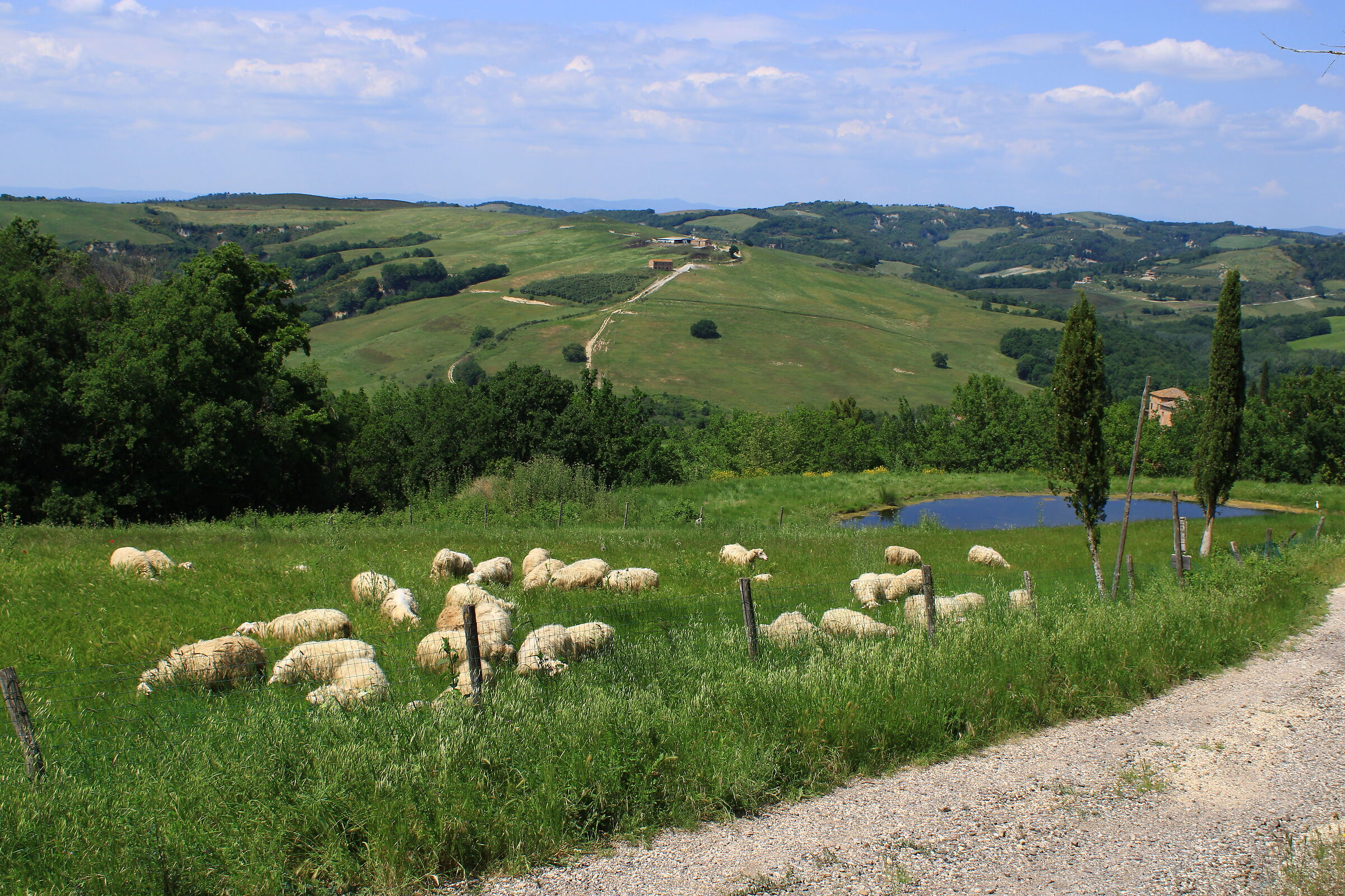 Pecore lungo la strada di casa...