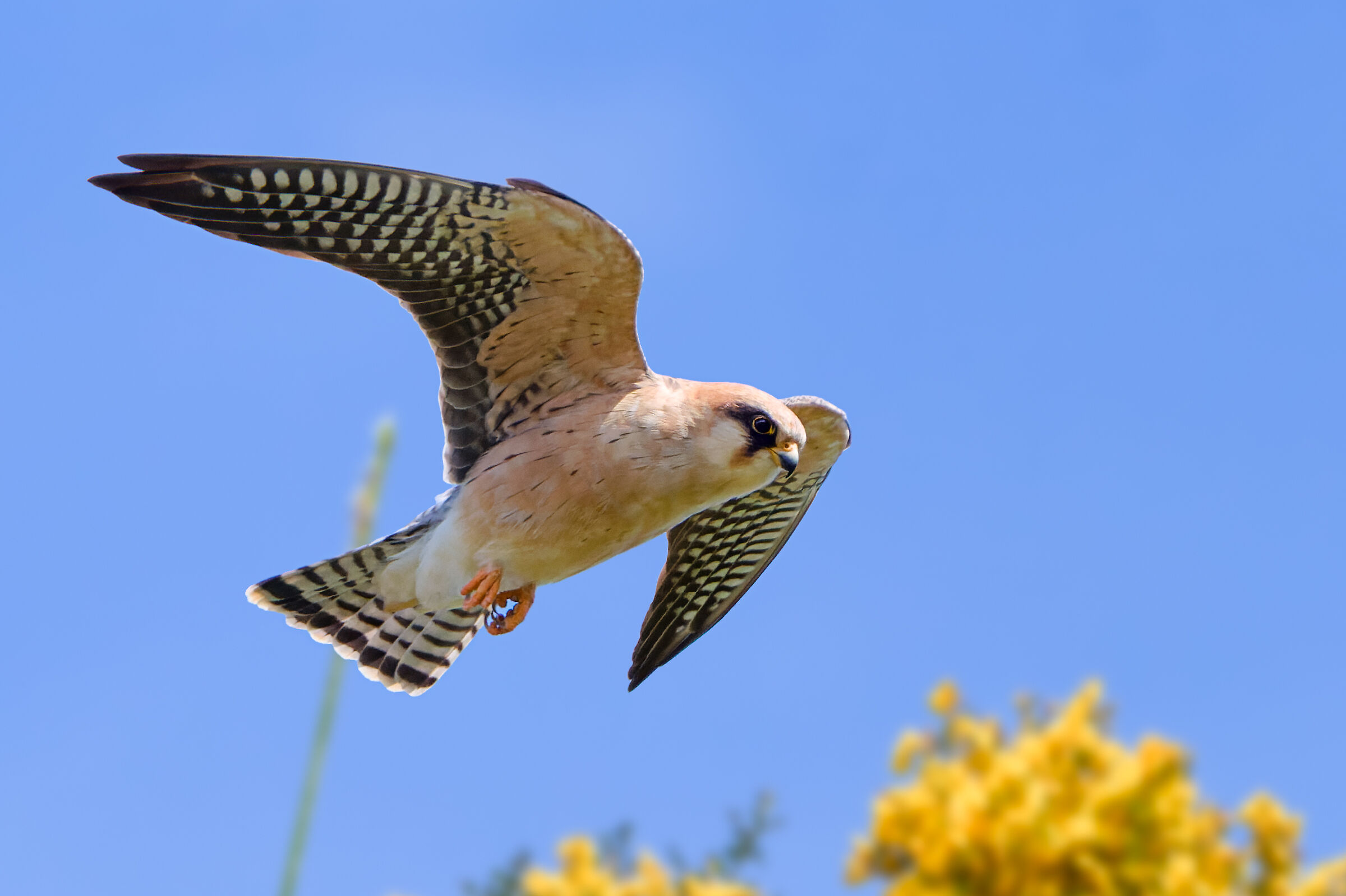 Cacciando tra le ginestre - Falco cuculo (femmina)...
