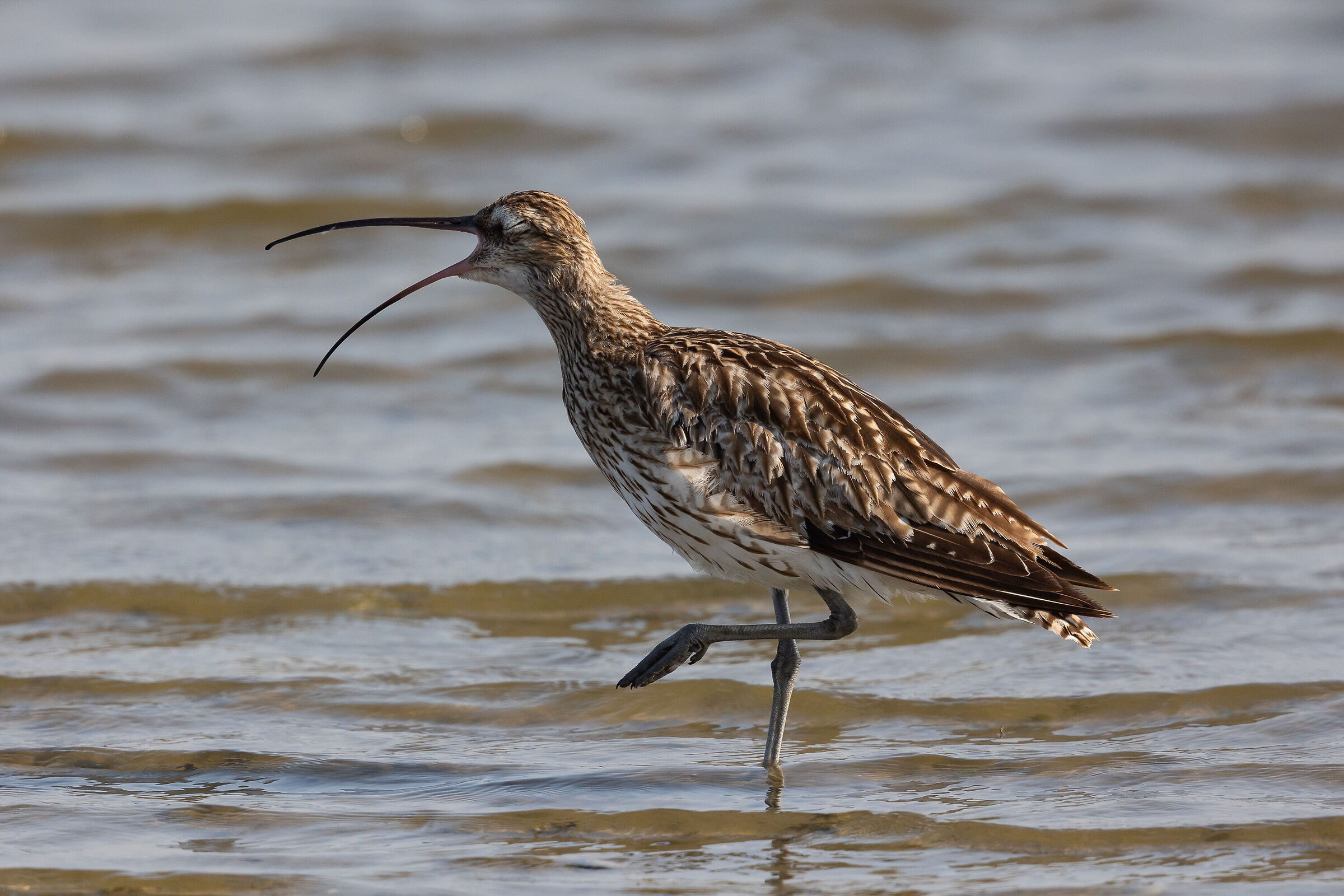 curlew ...