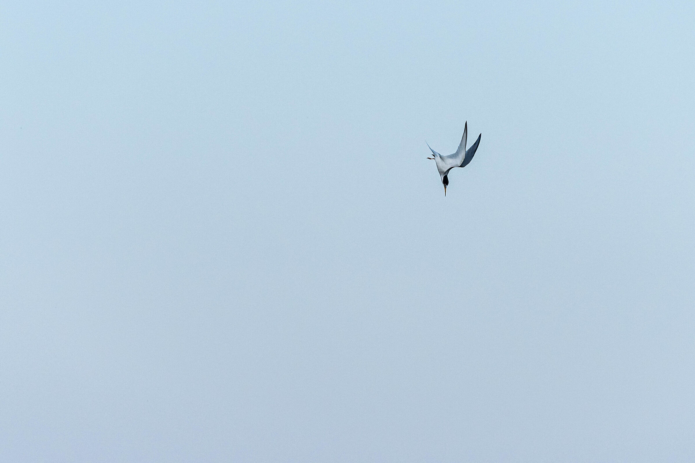 Swooping tern...