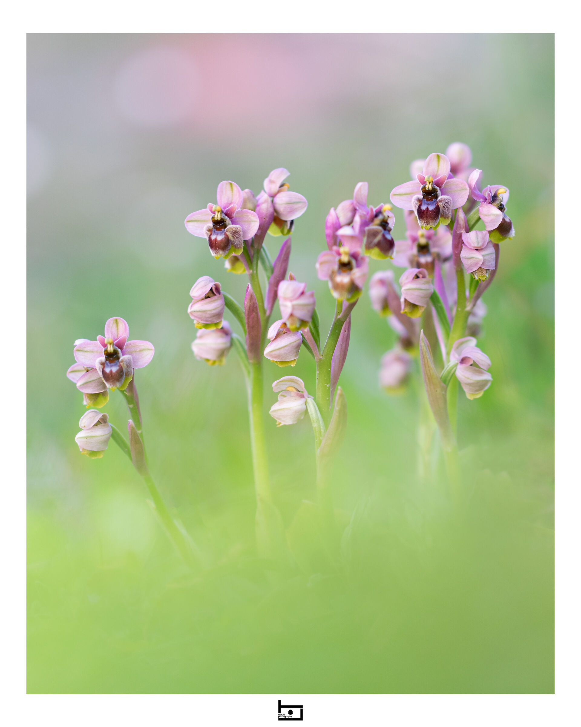 Ophrys x sommieri...