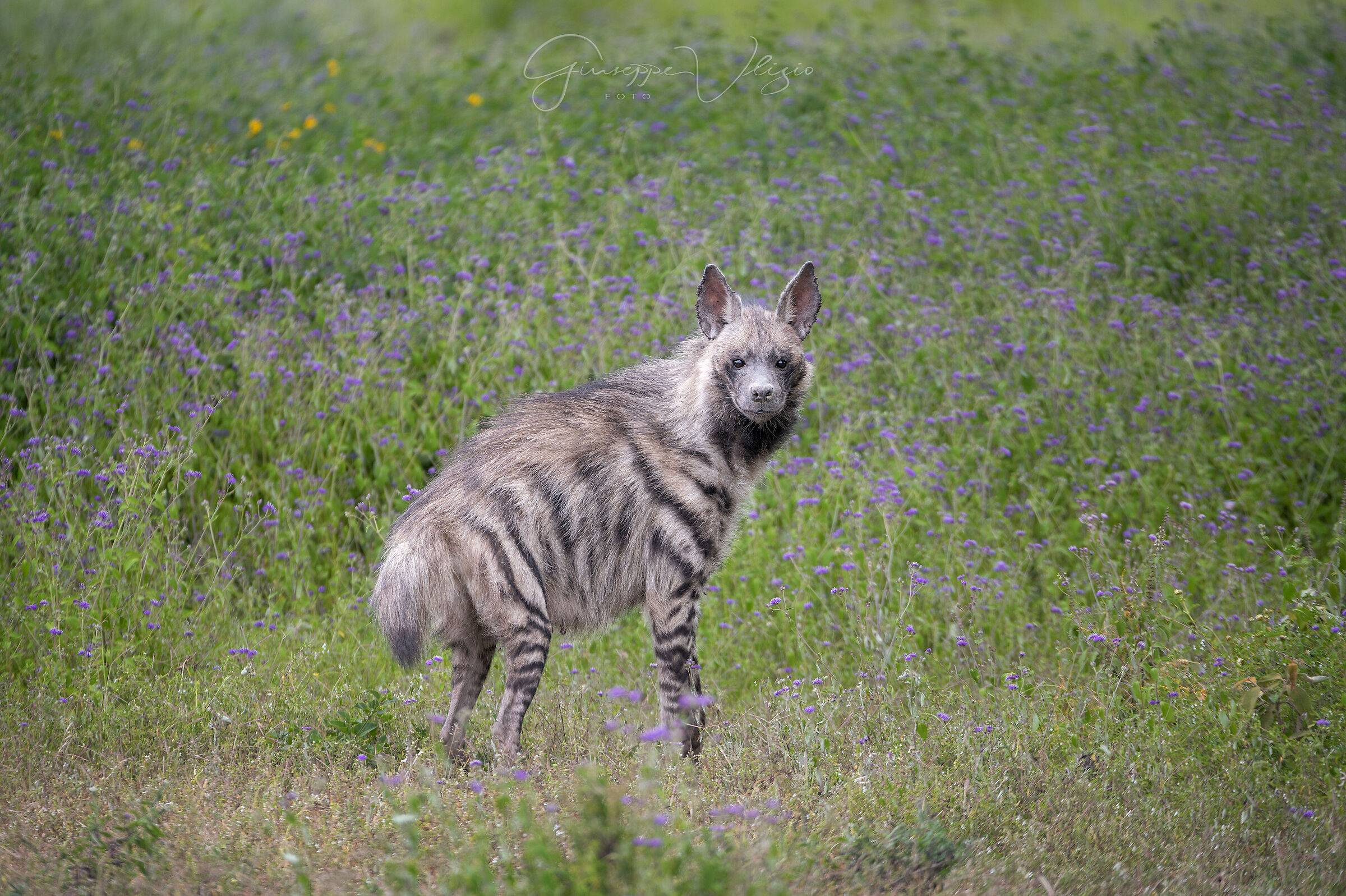 The striped hyena...
