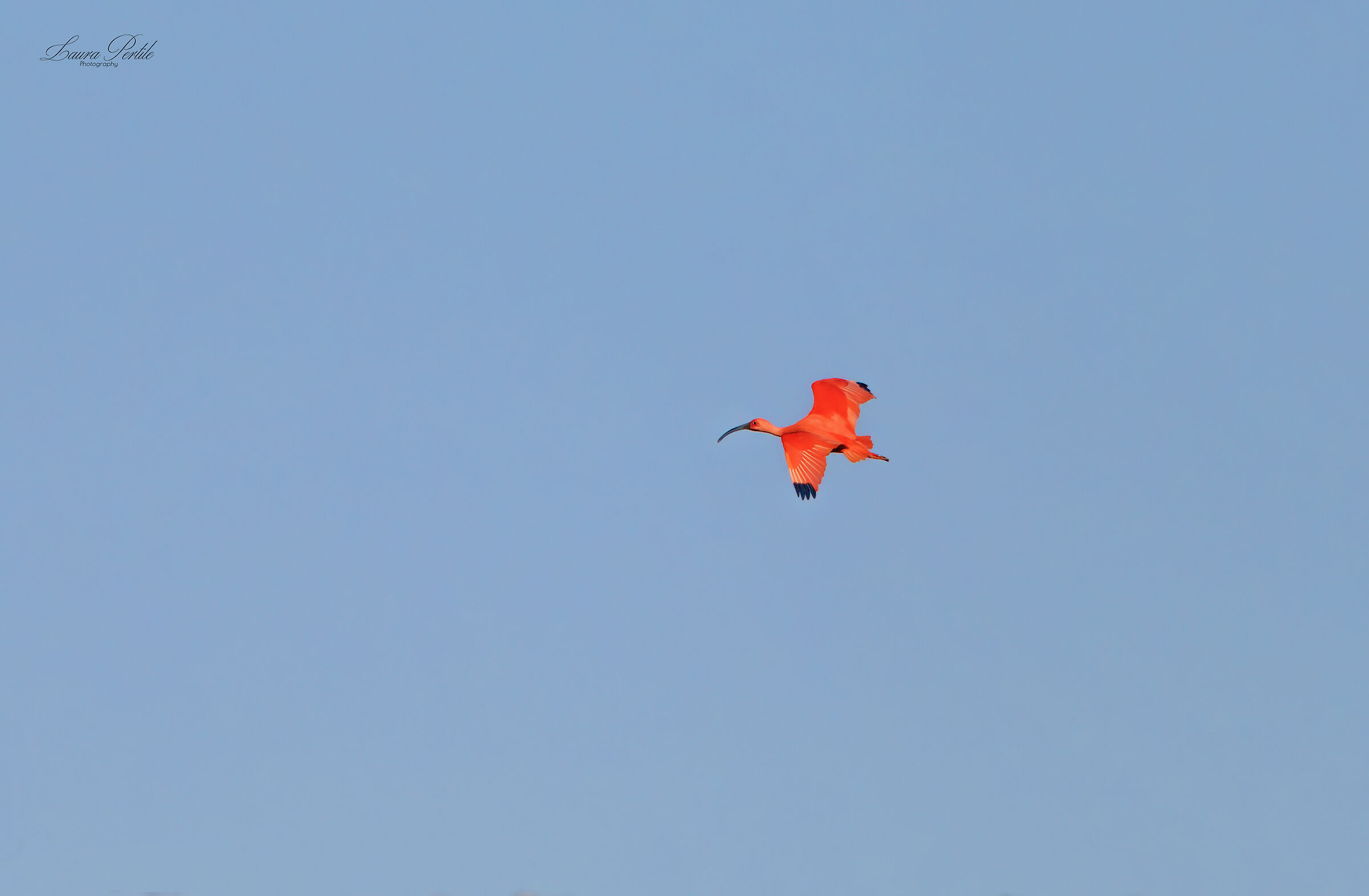Scarlet Ibis...