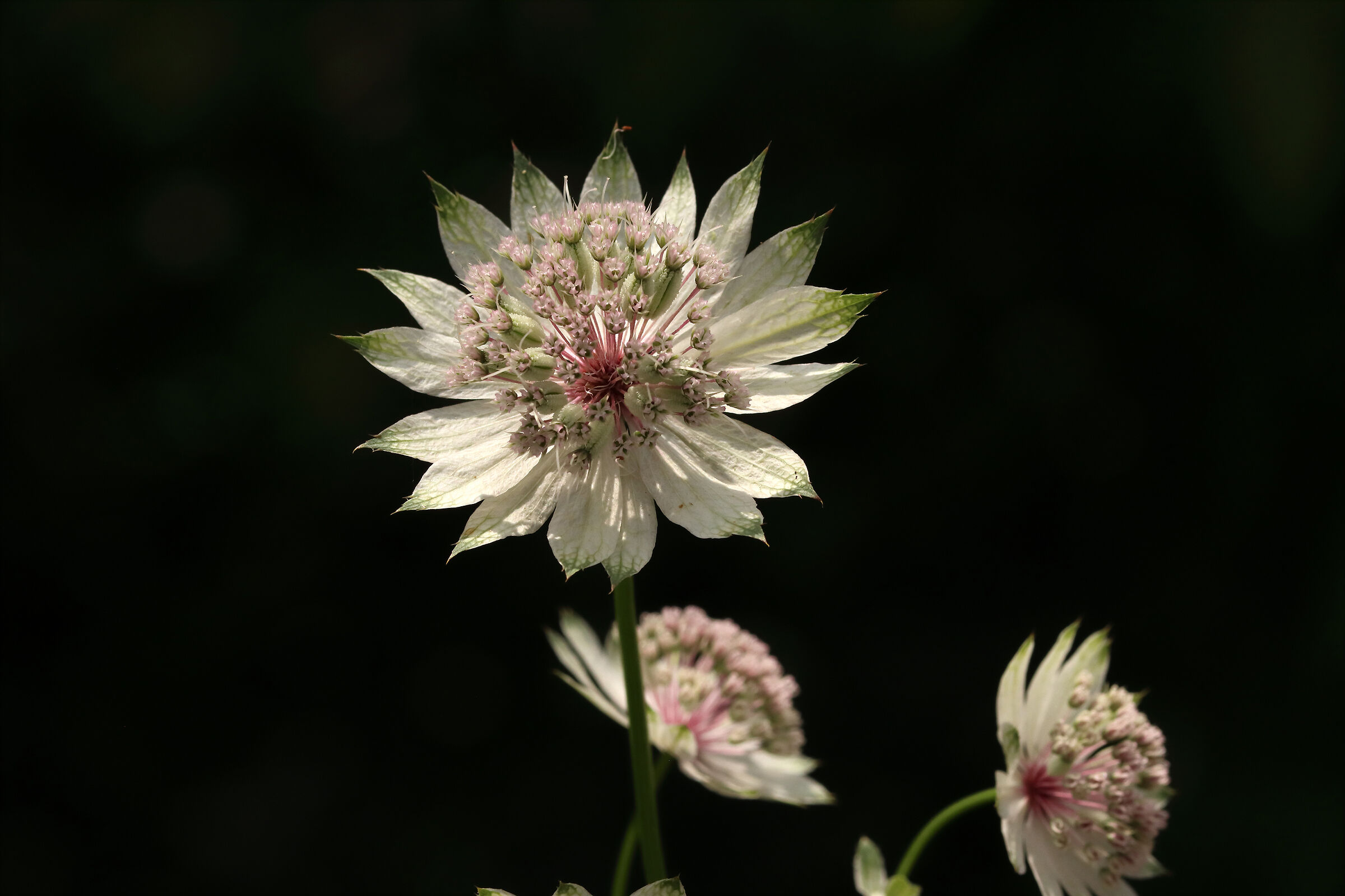 Astrantia Major - In my forest -...